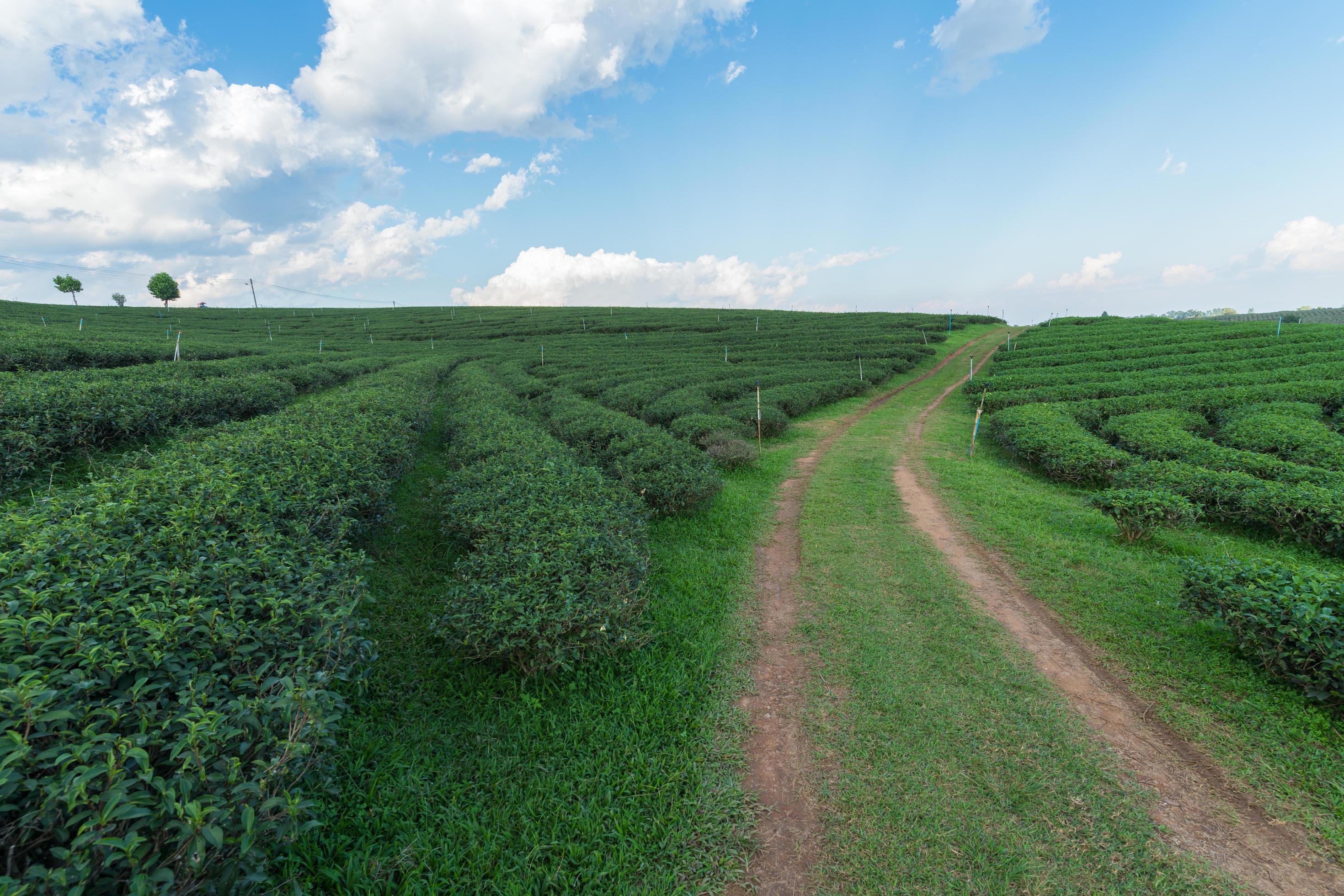 Beautiful tea plantation with white cloud blue sky Stock Free