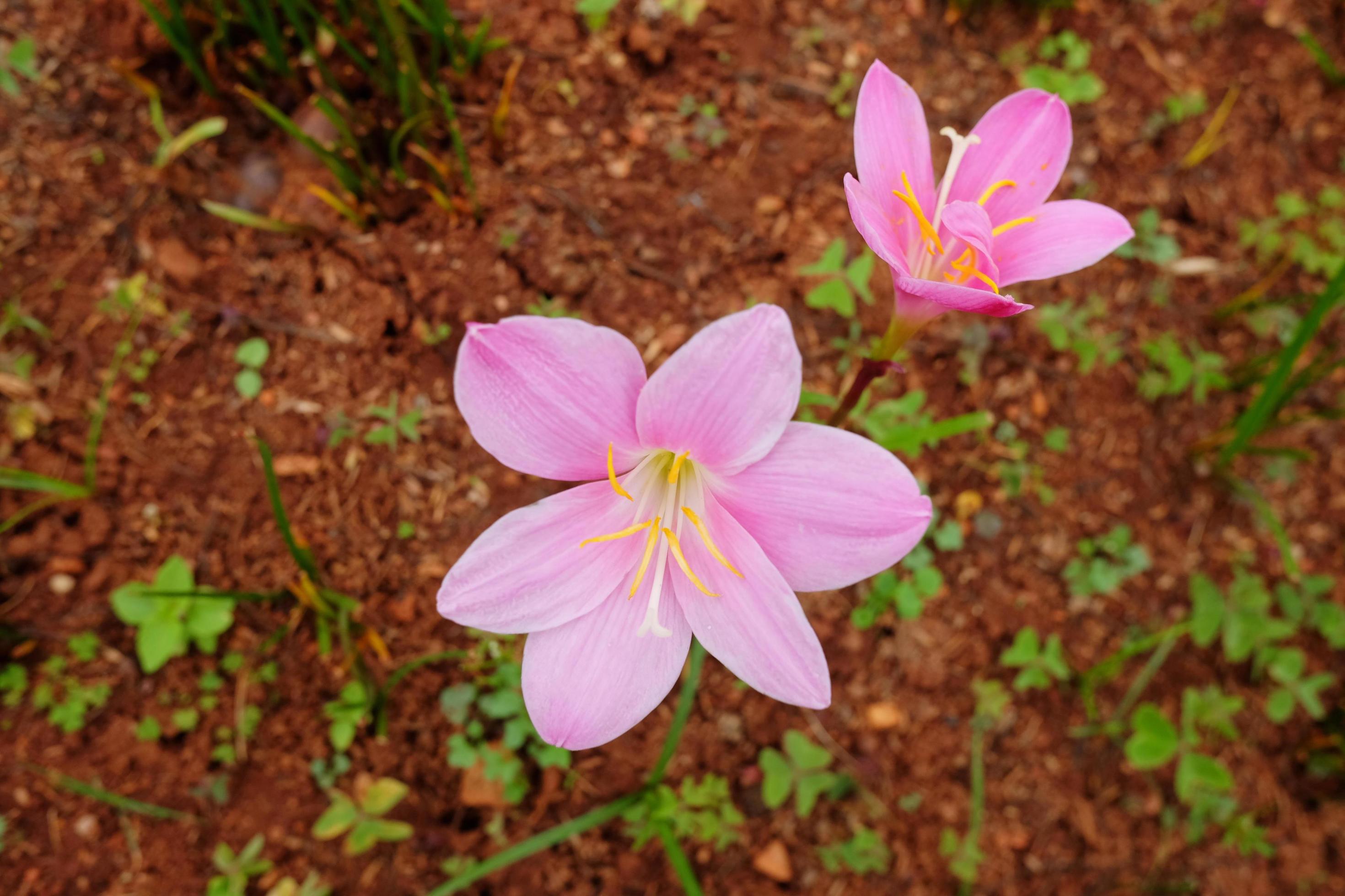 Blooming pink Rain Lily or Zephyranthes Lily flowers in rainforest Stock Free