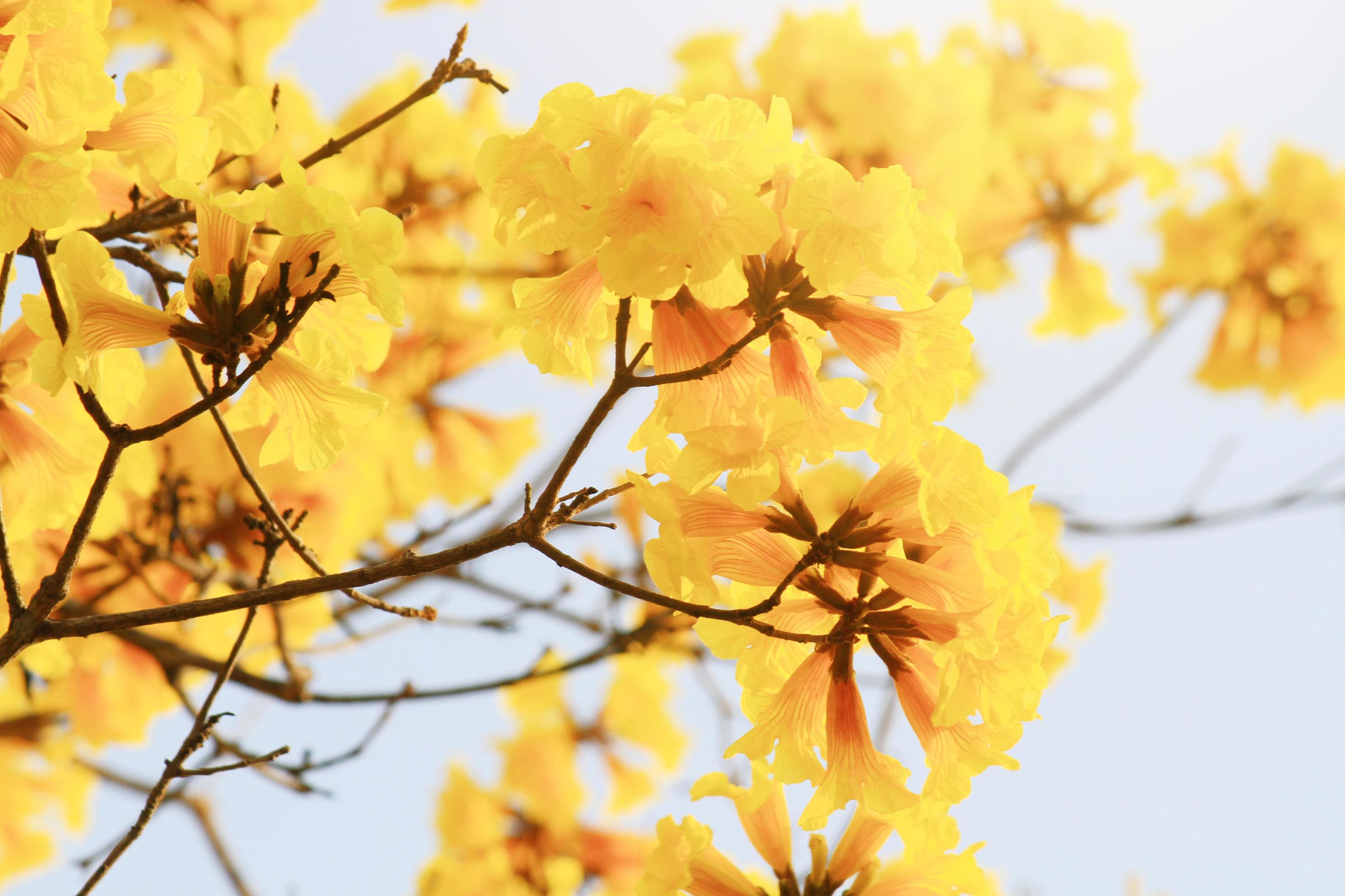 Blossom Dwarf Golden Trumpe flowers isolated on white background. Tabebuia chrysotricha flowers Stock Free