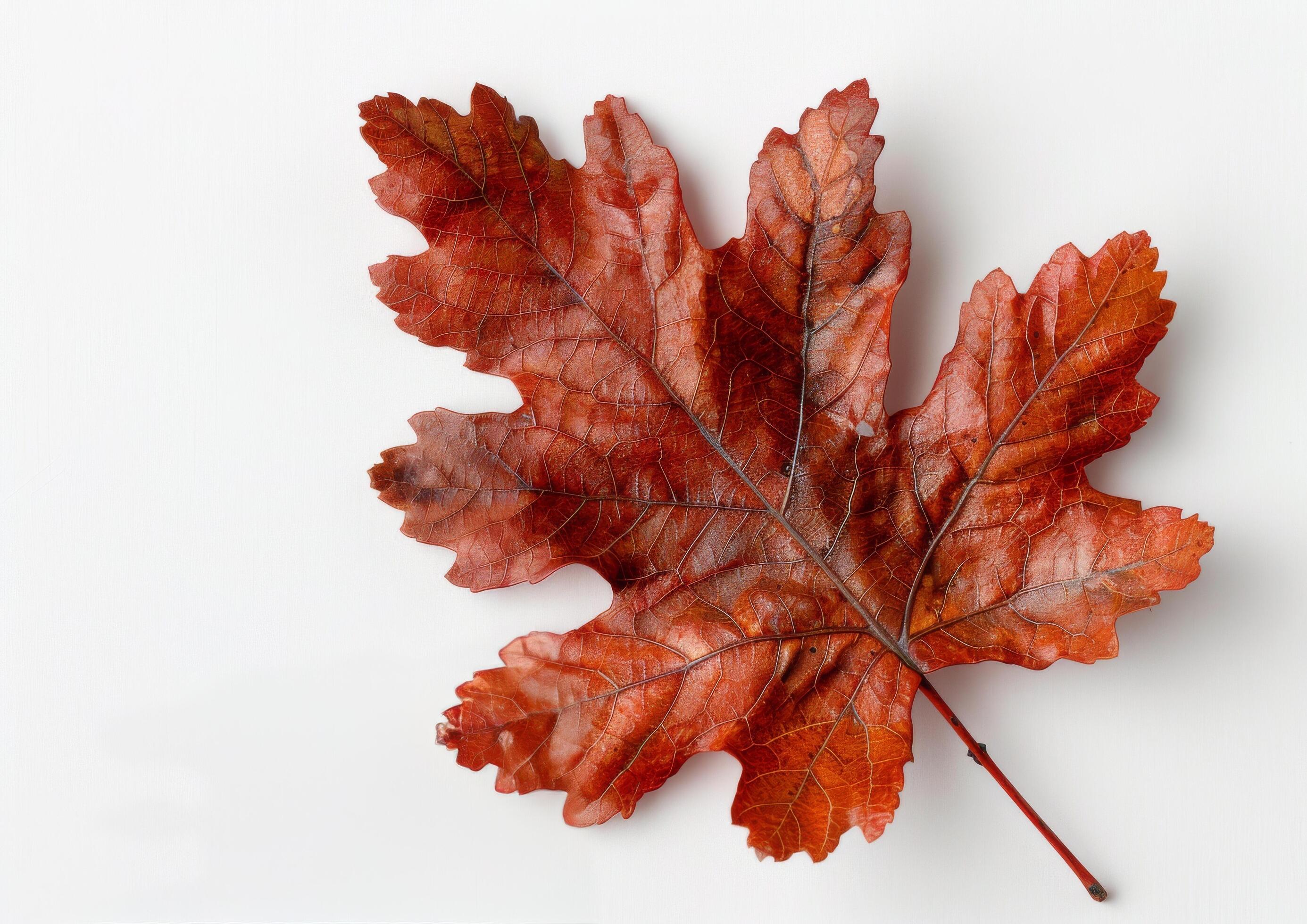 Single Red Leaf on White Background Stock Free