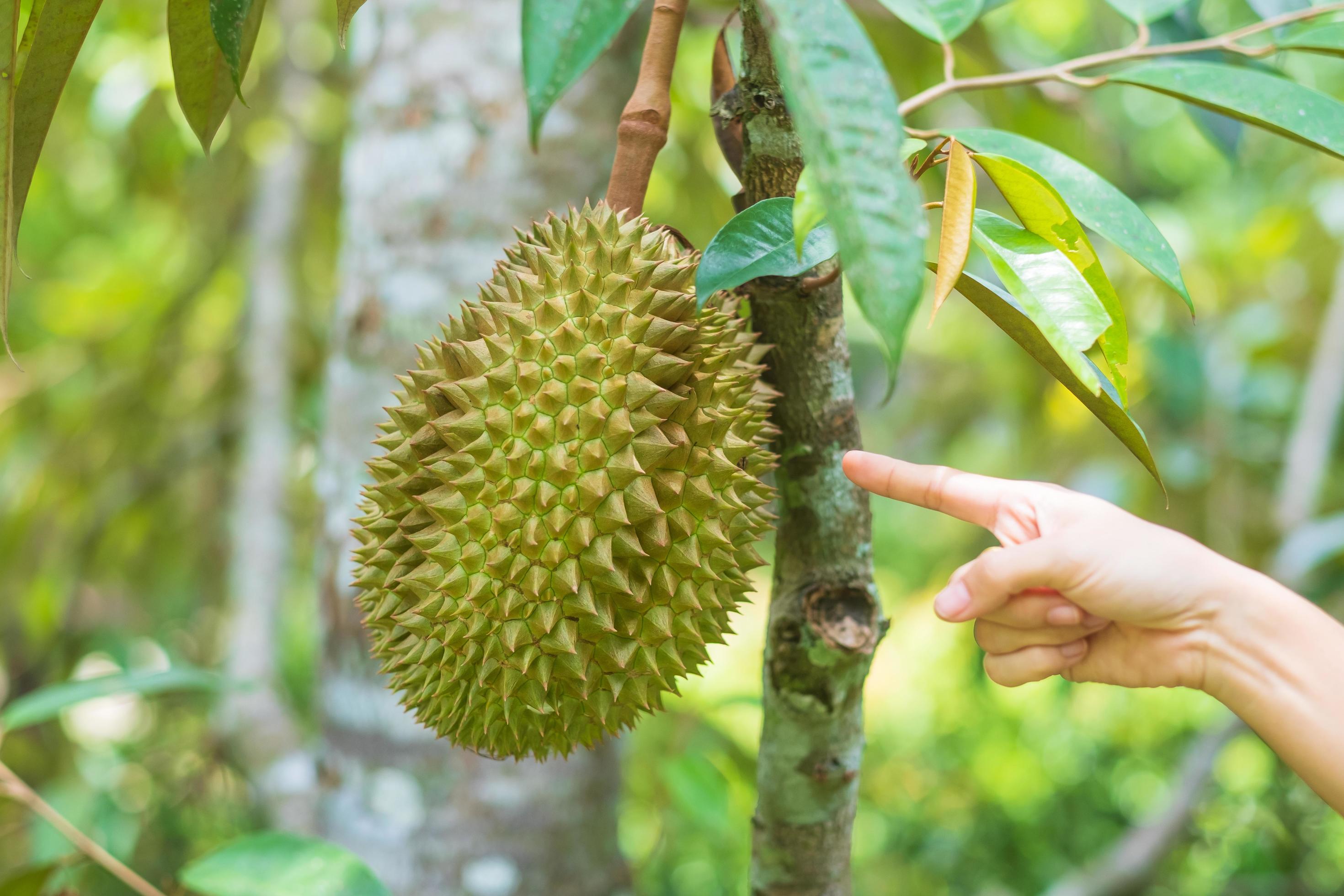 Fresh Durian hanging on tree in garden background, king of fruit Thailand. Famous Southeast food and Asian Exotic tropical Fruit concept Stock Free