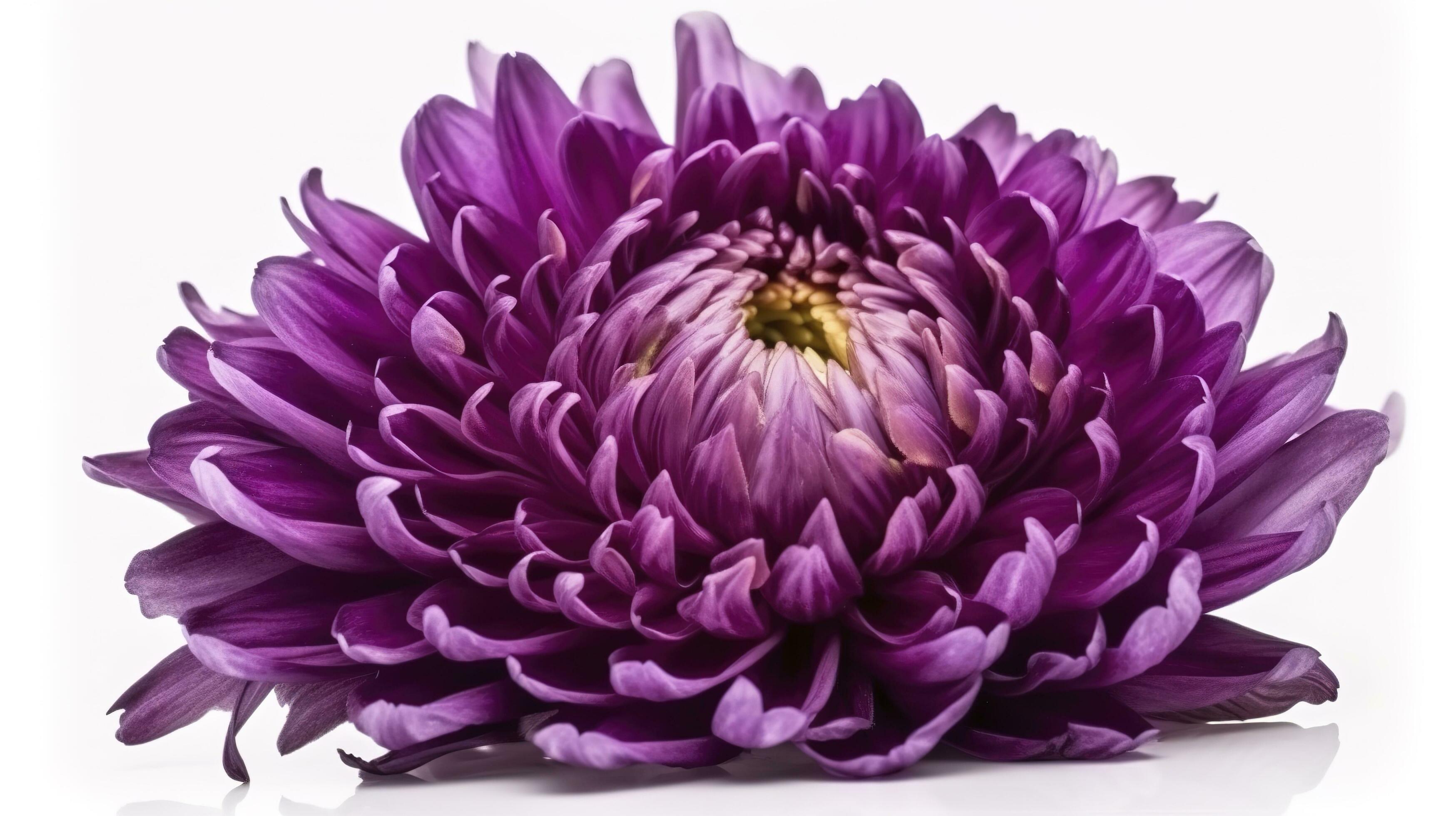 Big purple flower isolated on white background, generate ai Stock Free