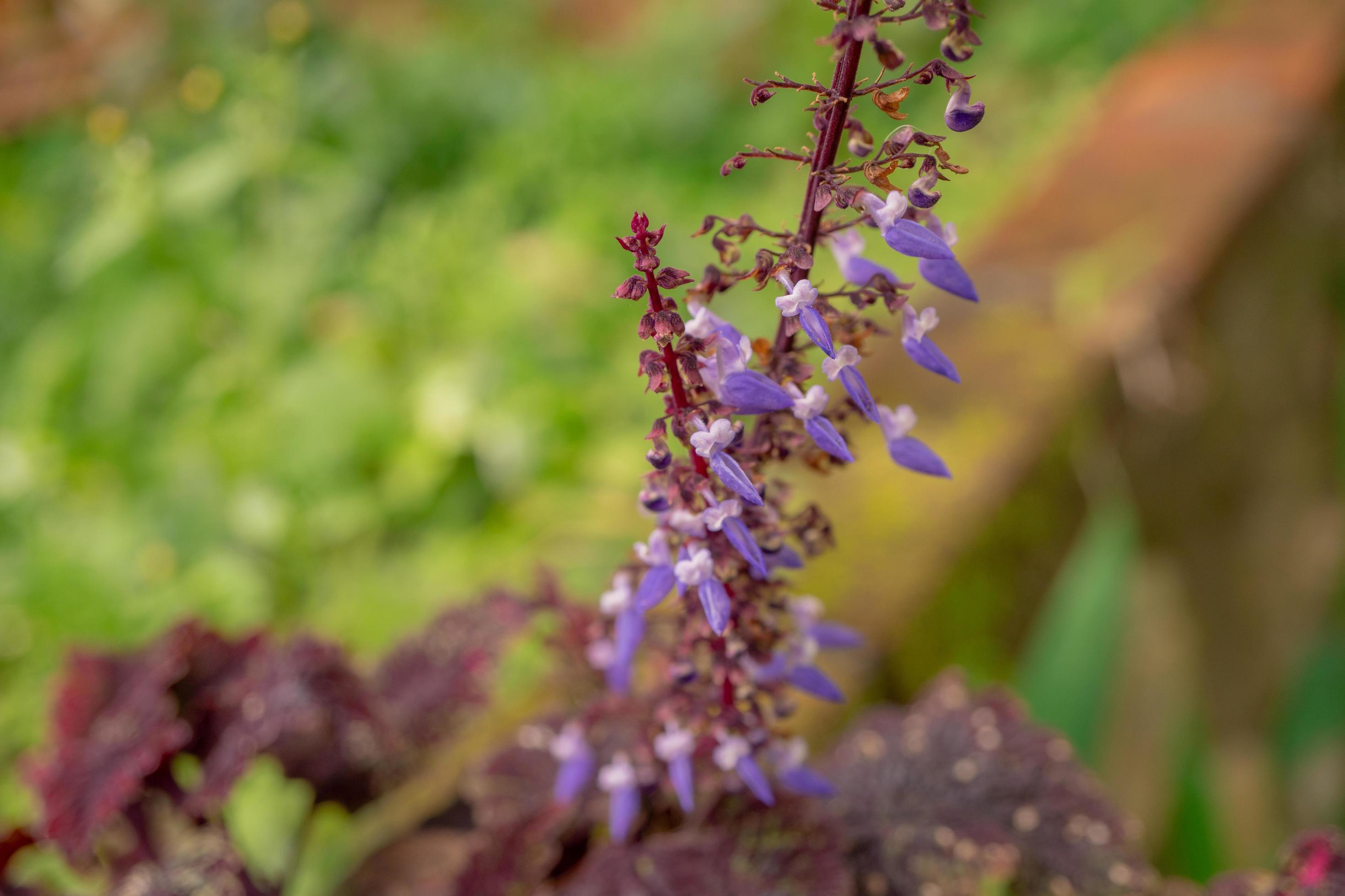 Little purple flower blossom when springtime. The photo is suitable to use for flower background, traveler poster and botanical content media. Stock Free