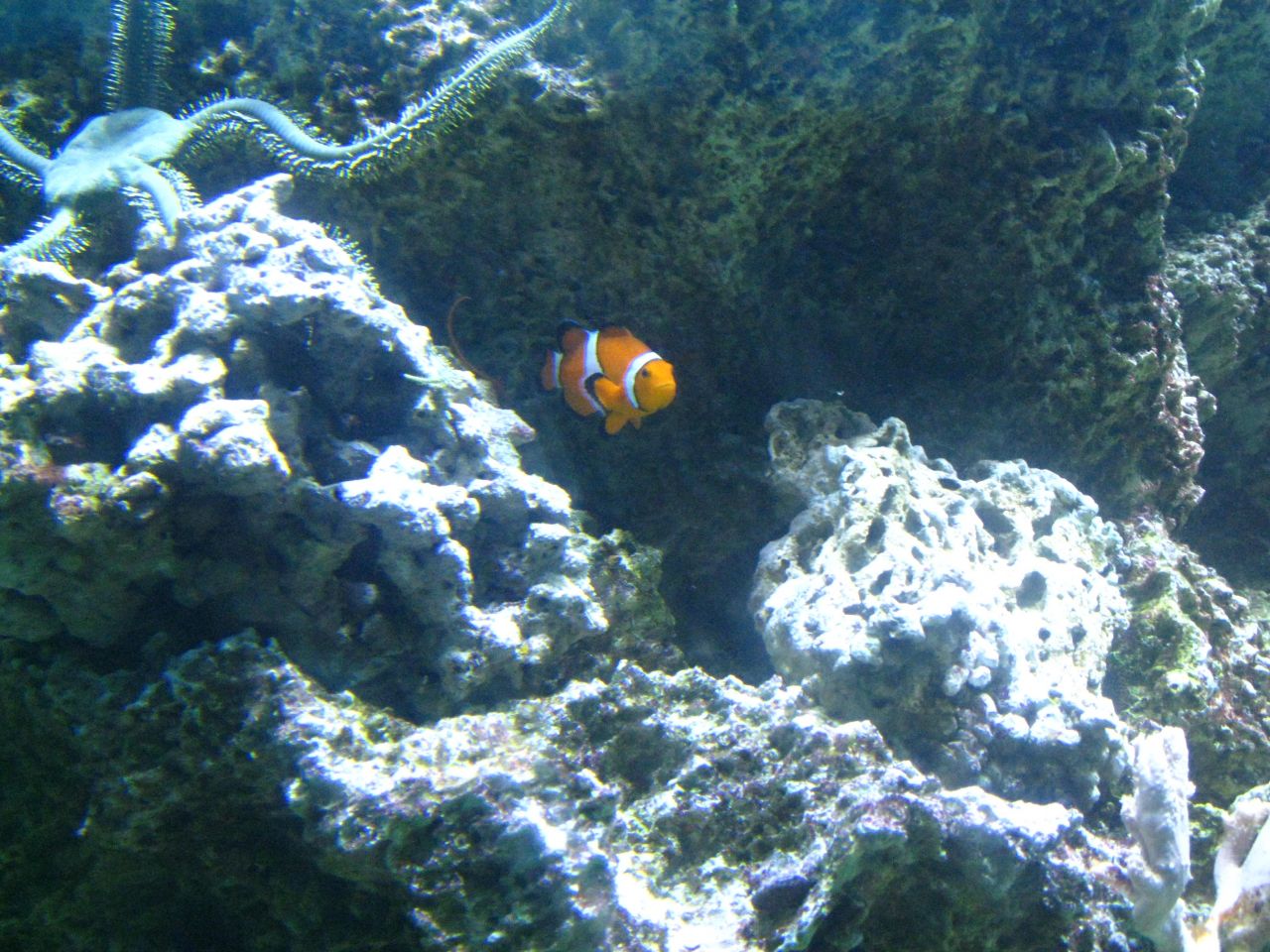 Clown Fish Aquarium Stock Free