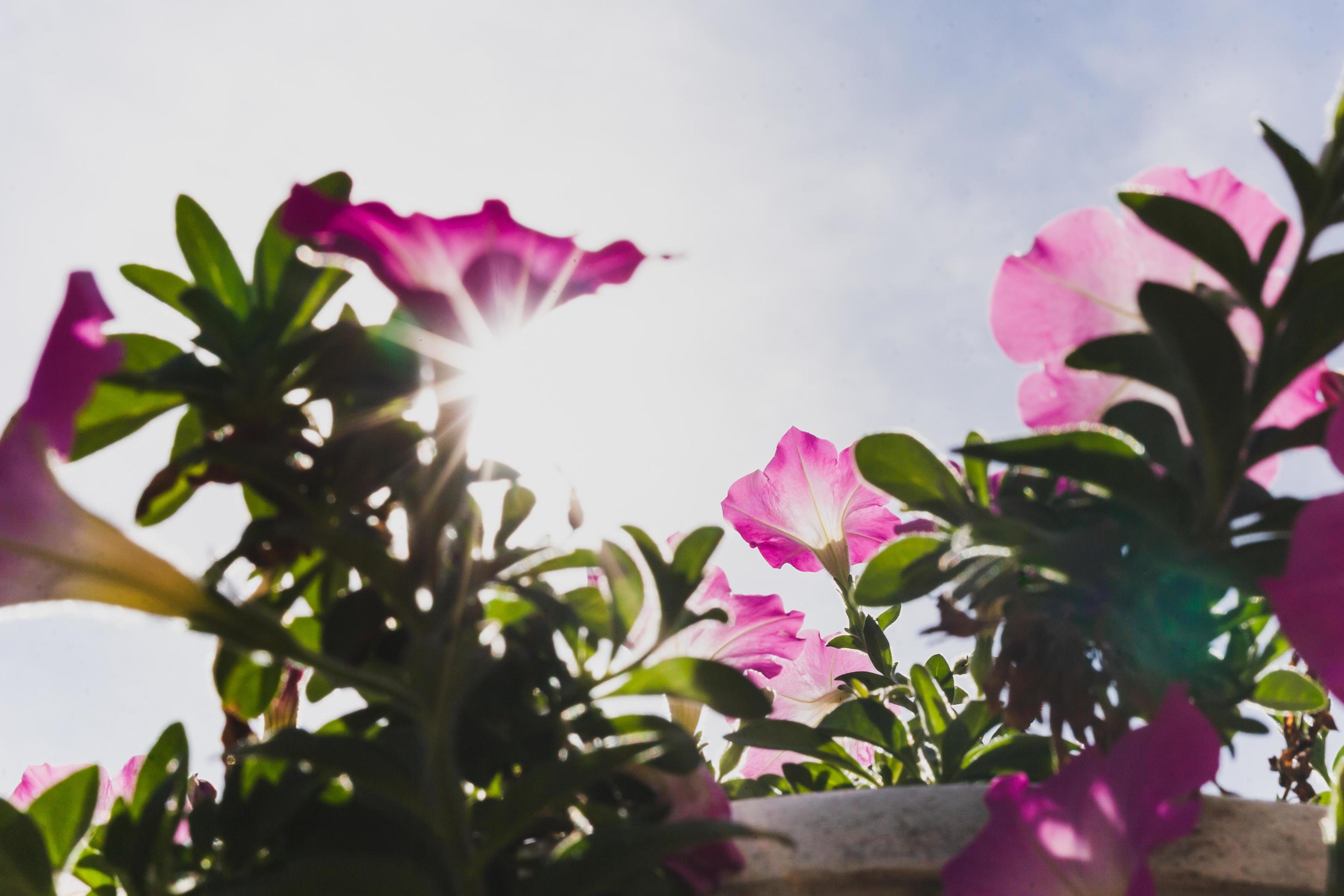 Low angle view pink petunia flower blooming in a garden. Stock Free