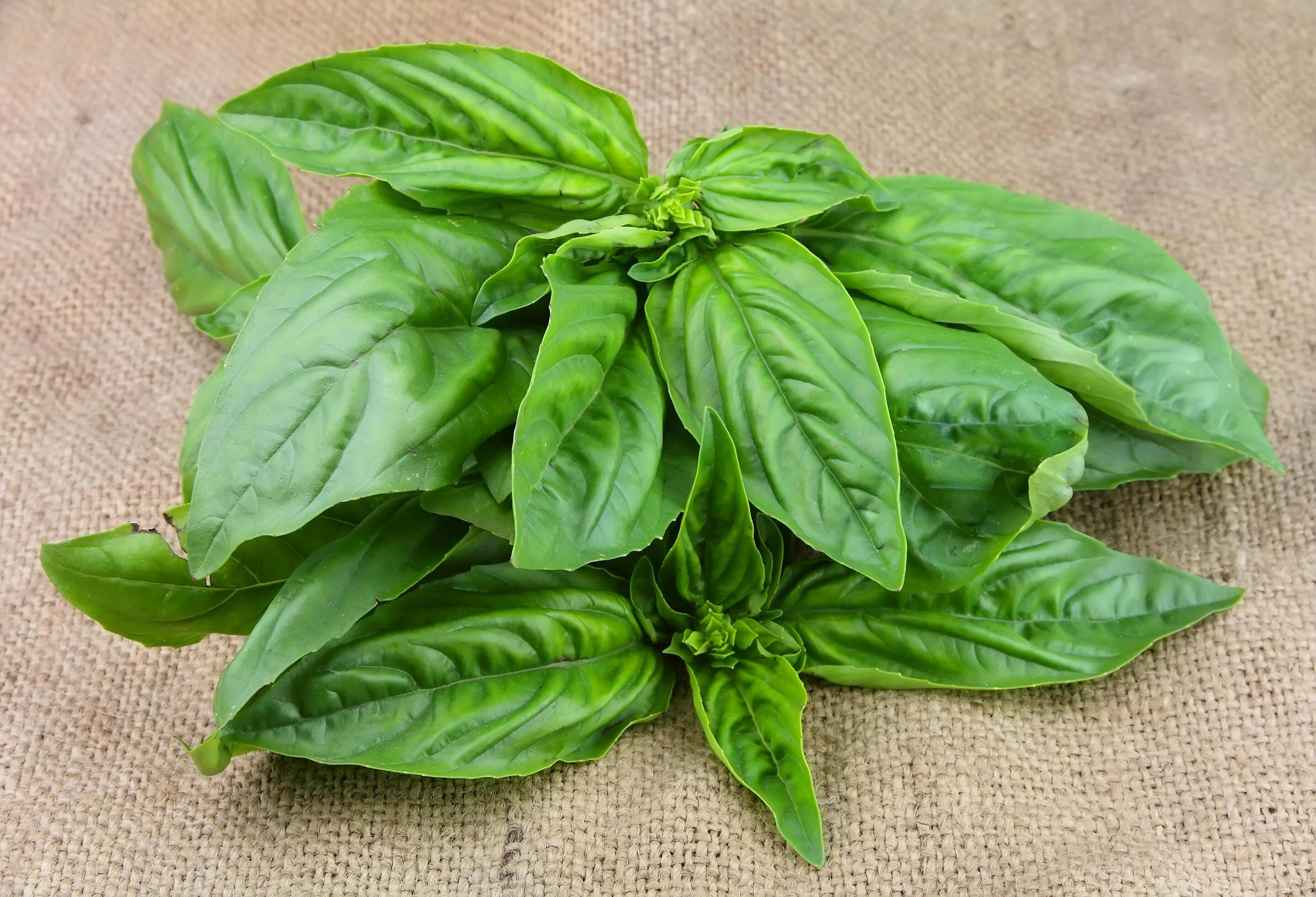 Sweet basil on brown backgrounds Stock Free