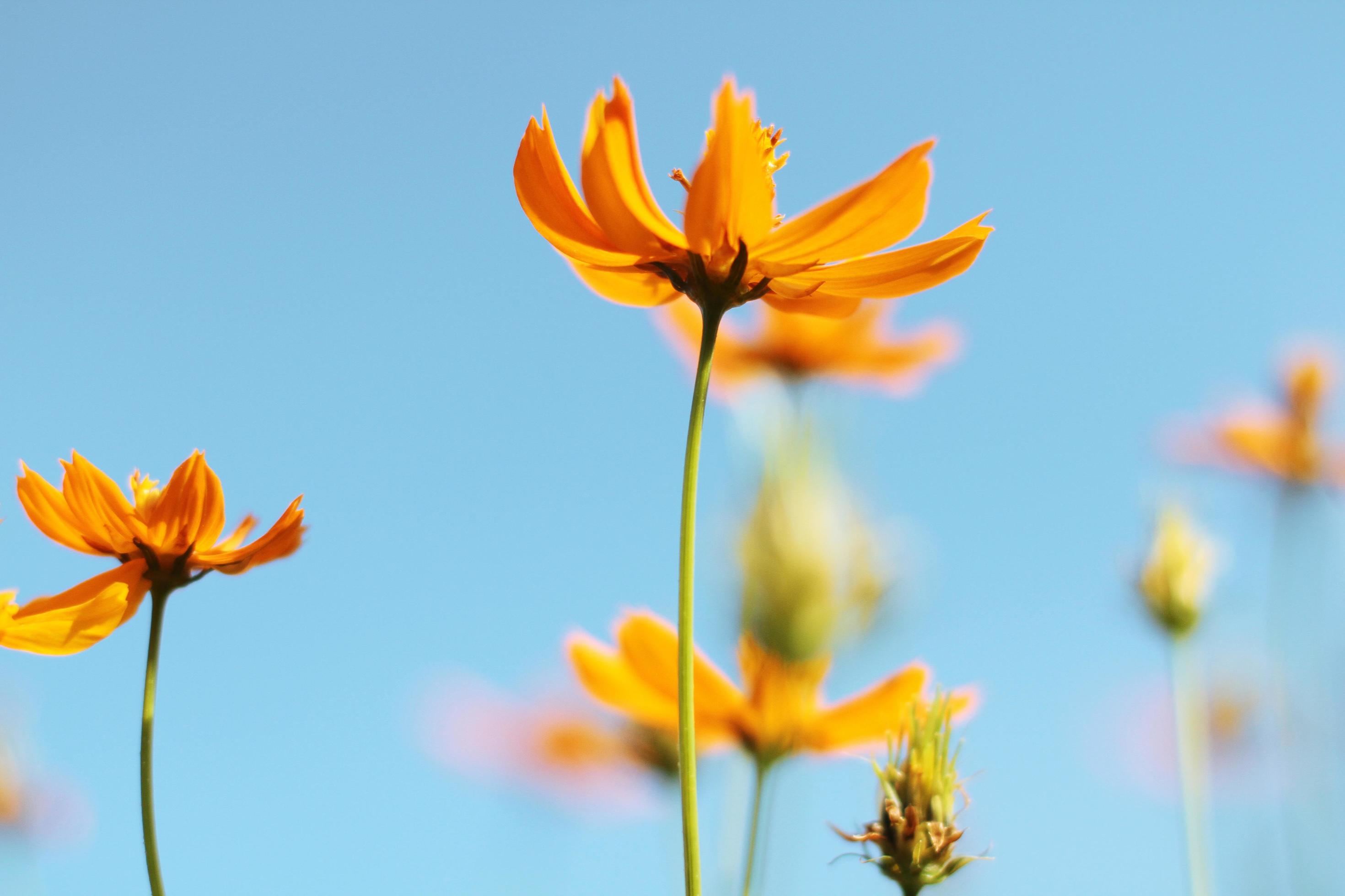 Beautiful yellow cosmos flowers, Yellow flower of Mexican Diasy with bee in sunlight and blu sky at garden Stock Free