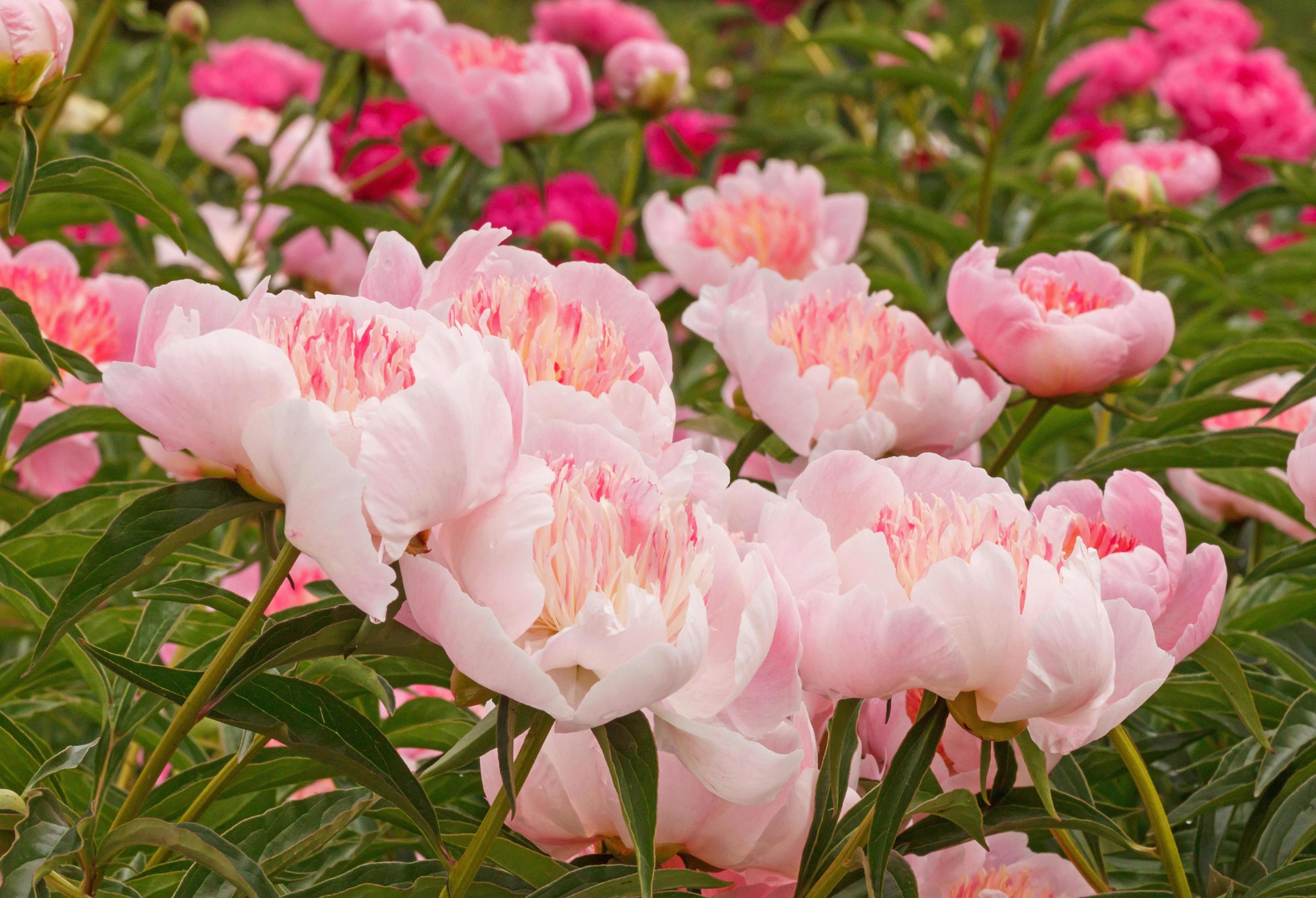 pink peony flowers in garden Stock Free