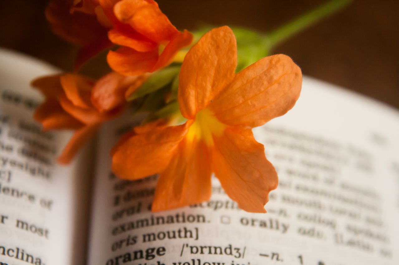 Orange Flower Dictionary Stock Free