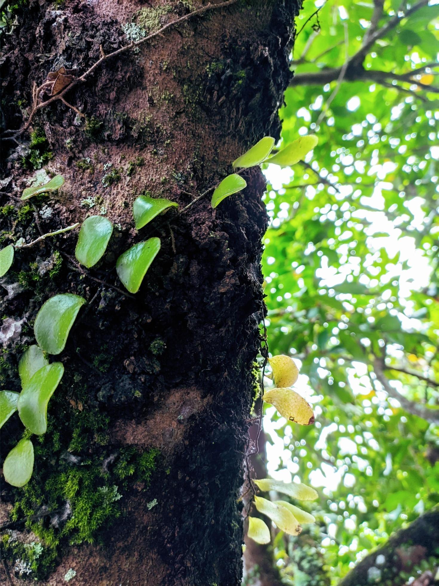 close up photo, plant Stock Free