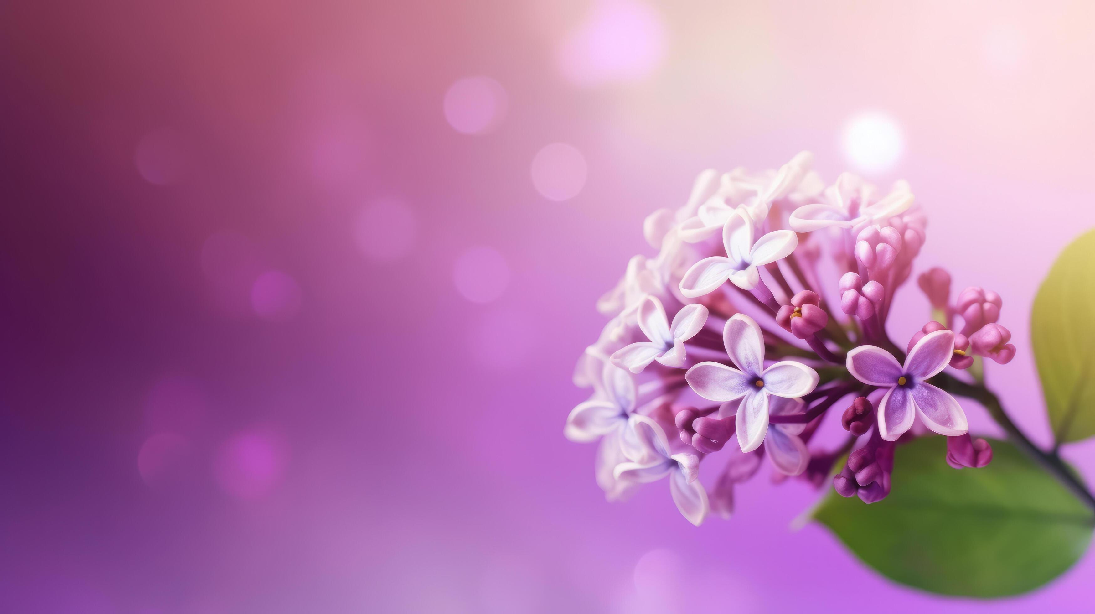 Lilac flower bokeh background. Illustration Stock Free