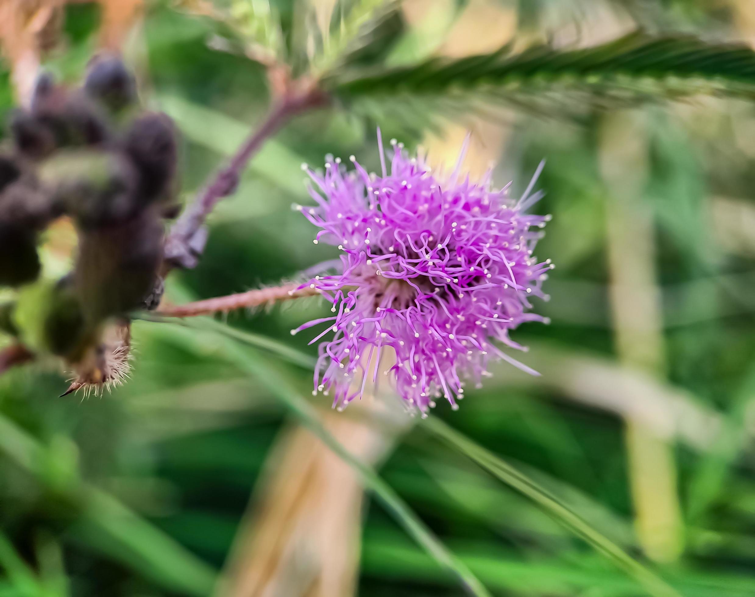 Mimosa strigillosa is a member of the original and perennial pea family, the Fabaceae family Stock Free