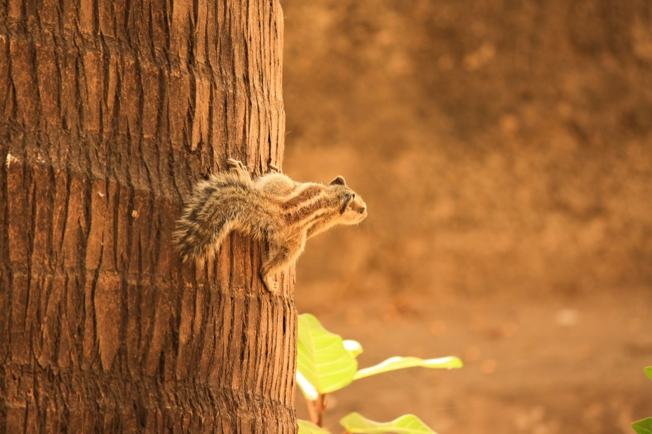 Squirrel Coconut Stock Free