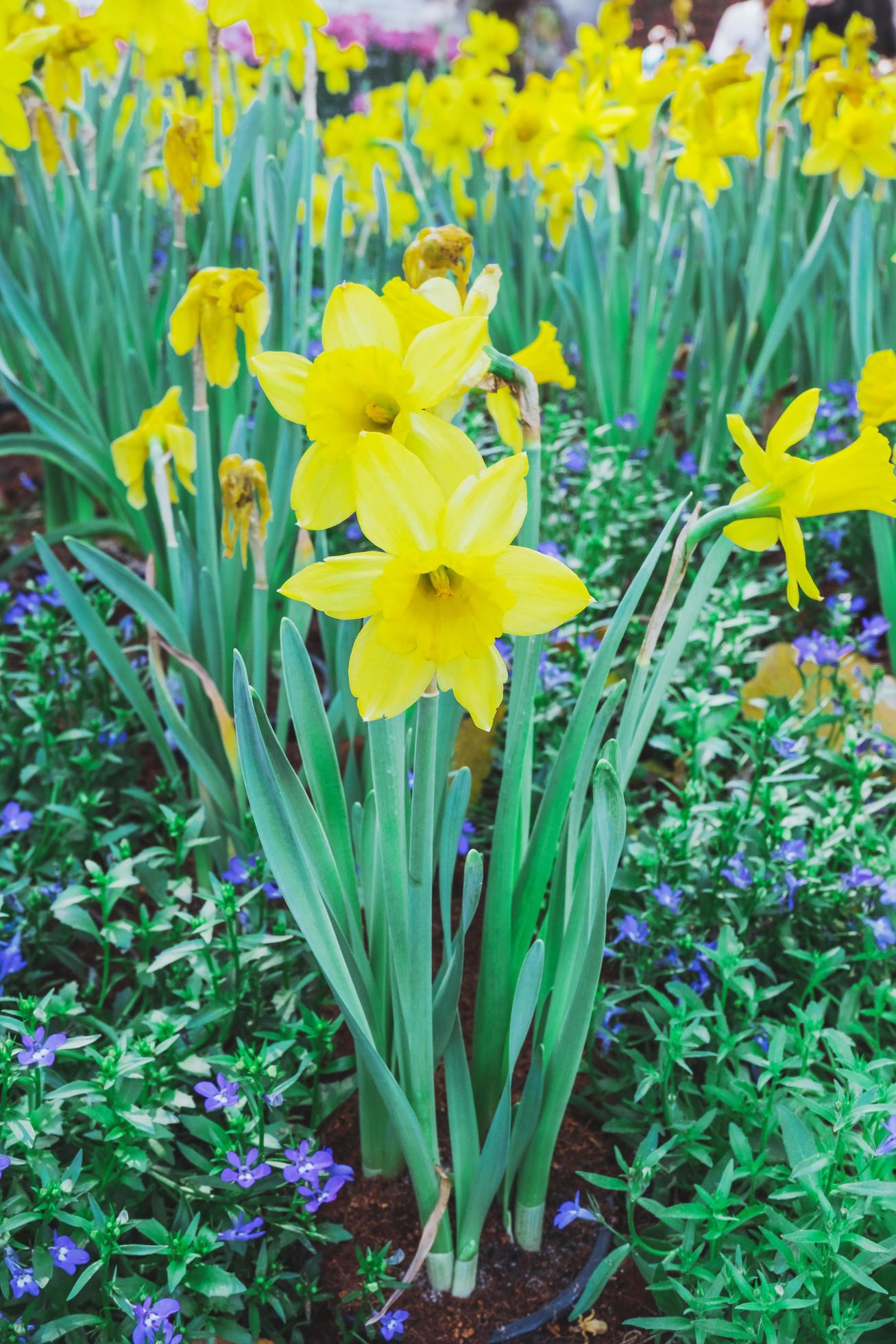 Blossoming of yellow narcissus flowers,select focus. Stock Free