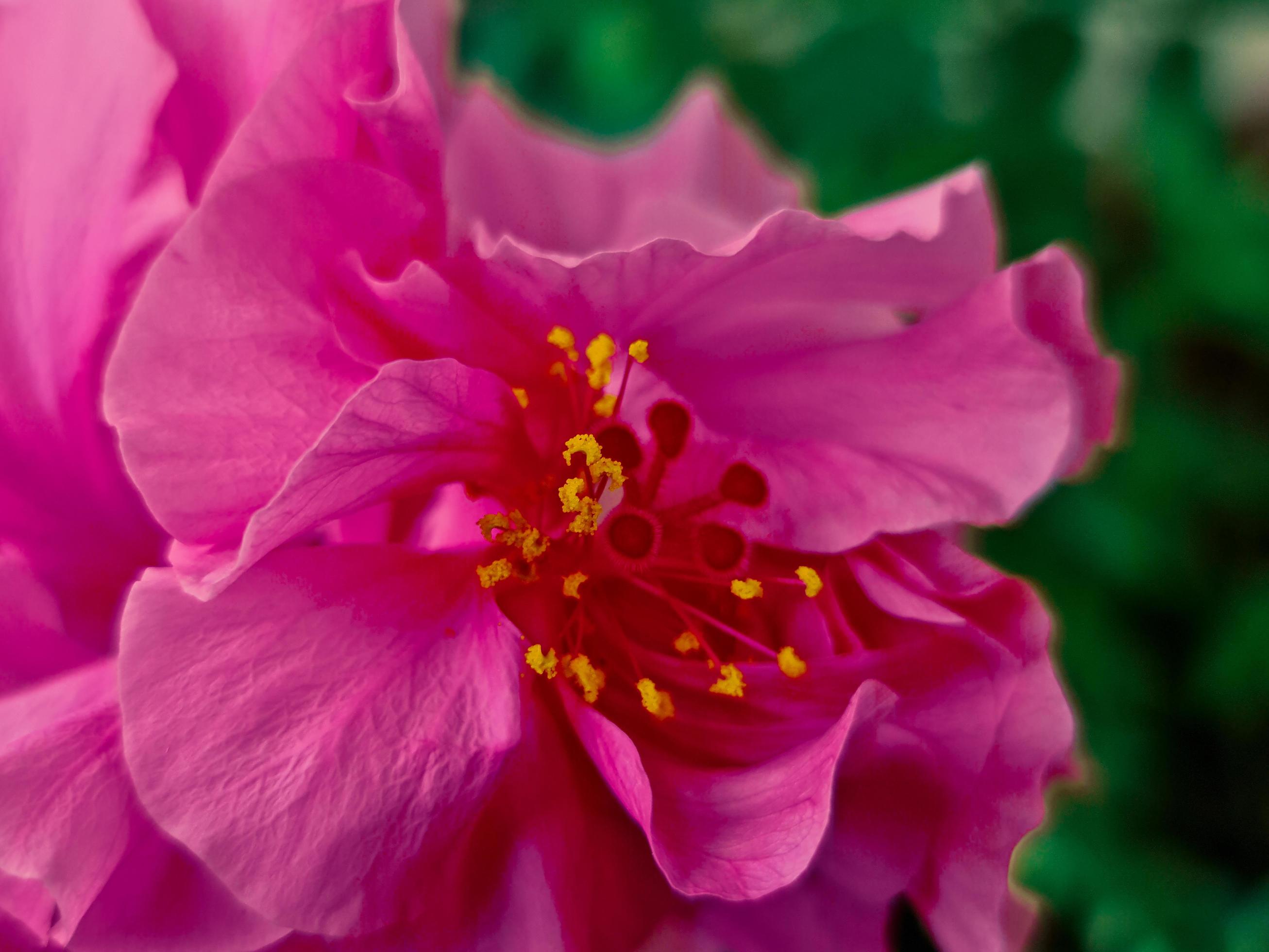 Pink flower up close Stock Free