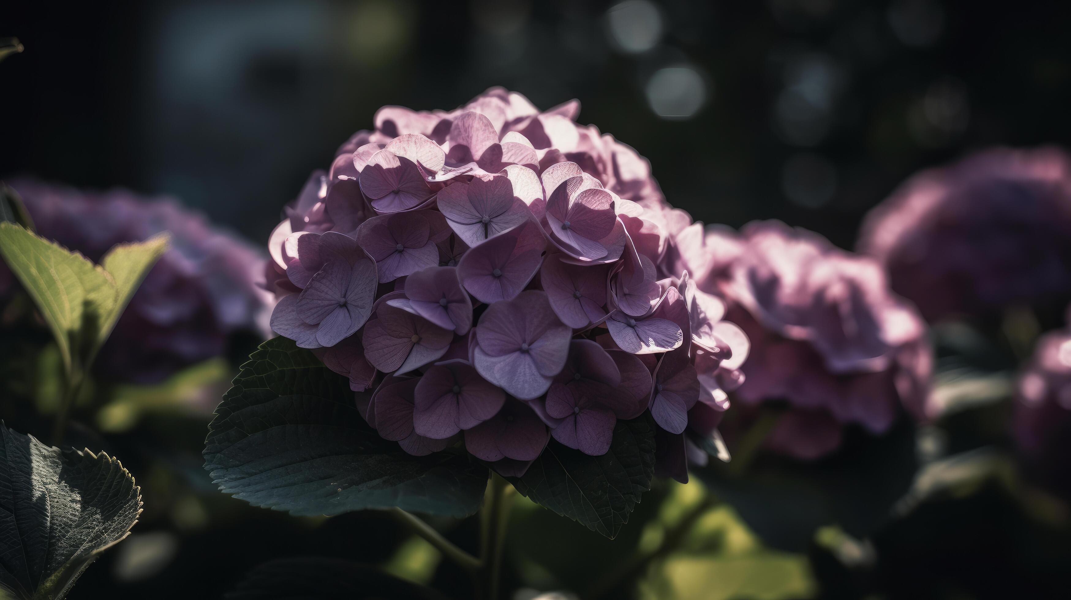 Hydrangea flower background. Illustration Stock Free