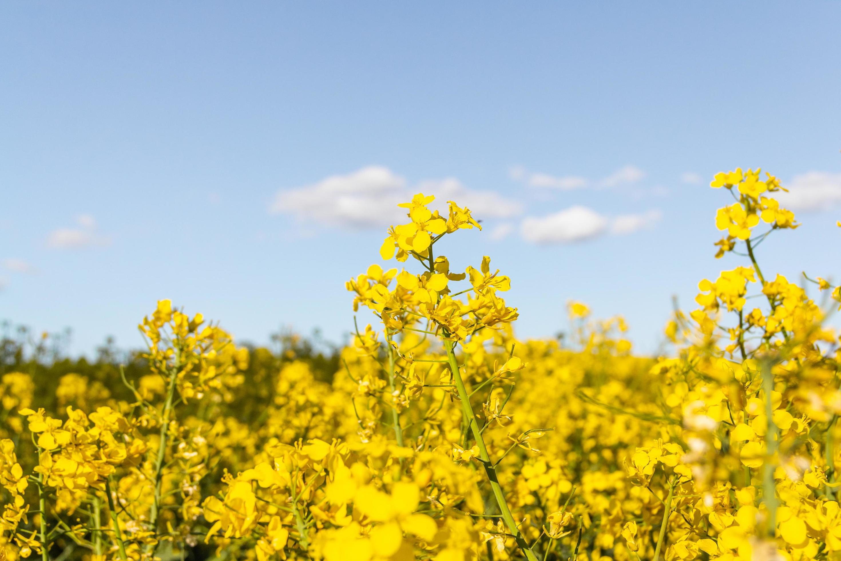 Landscape of a field of yellow rape or canola flowers, Stock Free