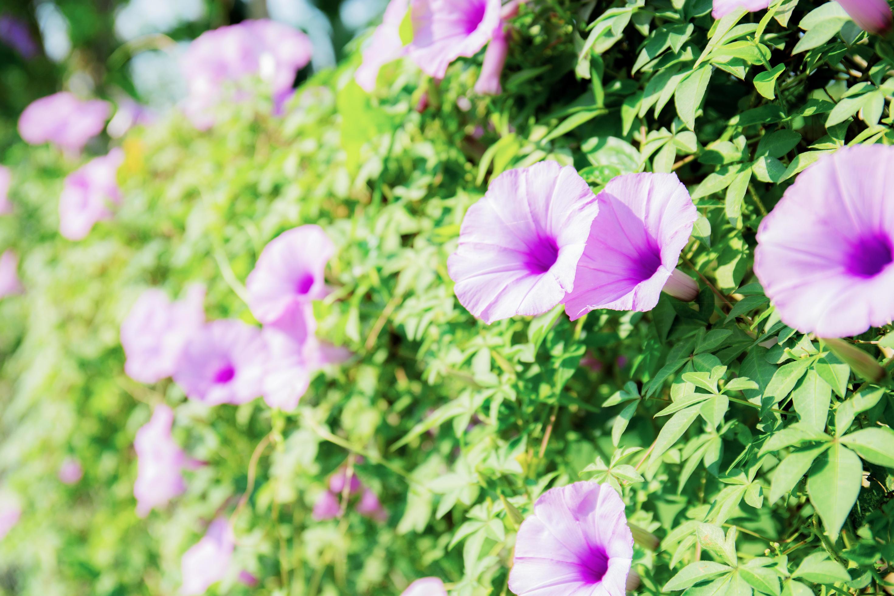 Purple flower with sunlight. Stock Free