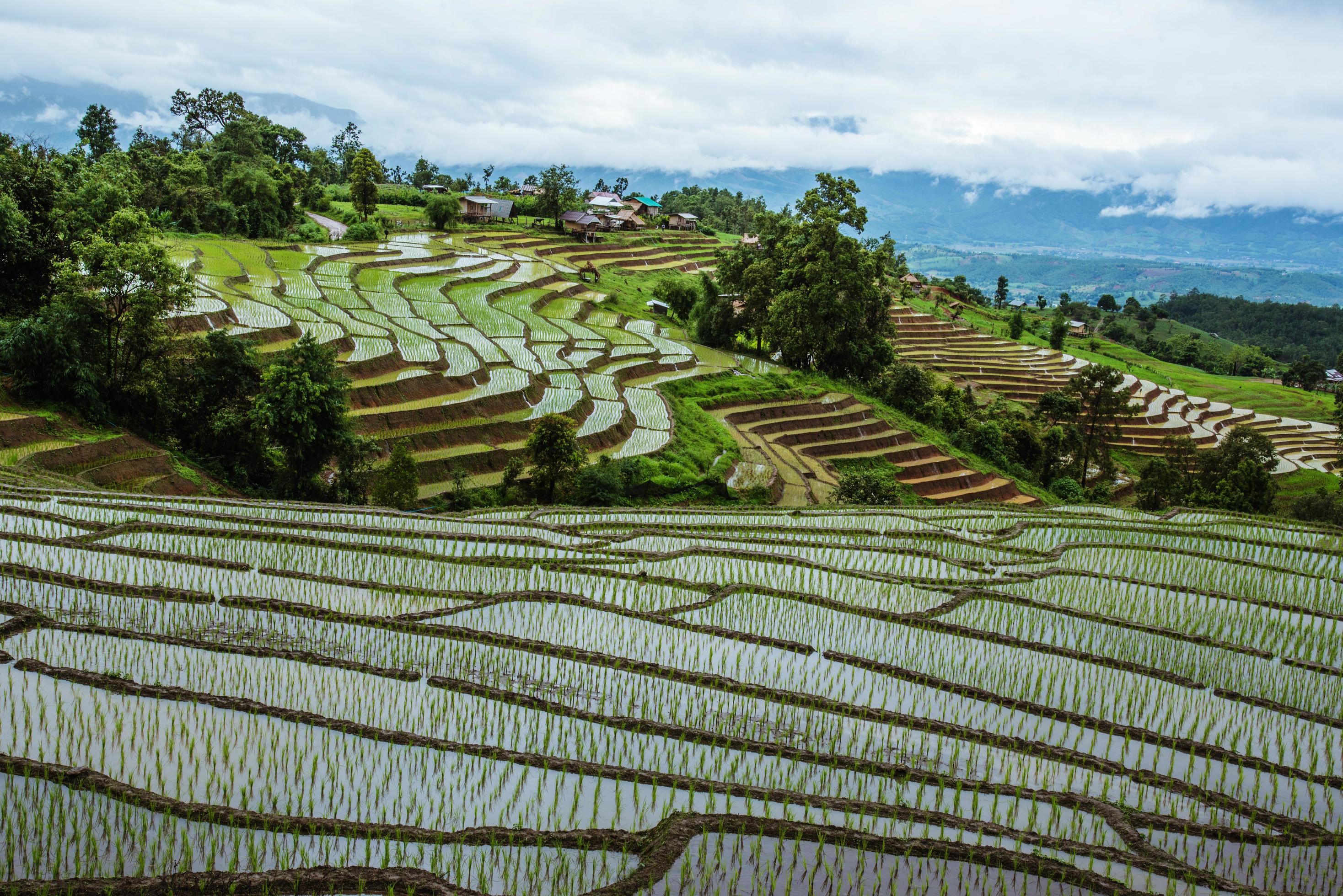 Natural landscape, mountain Rice fields Stock Free