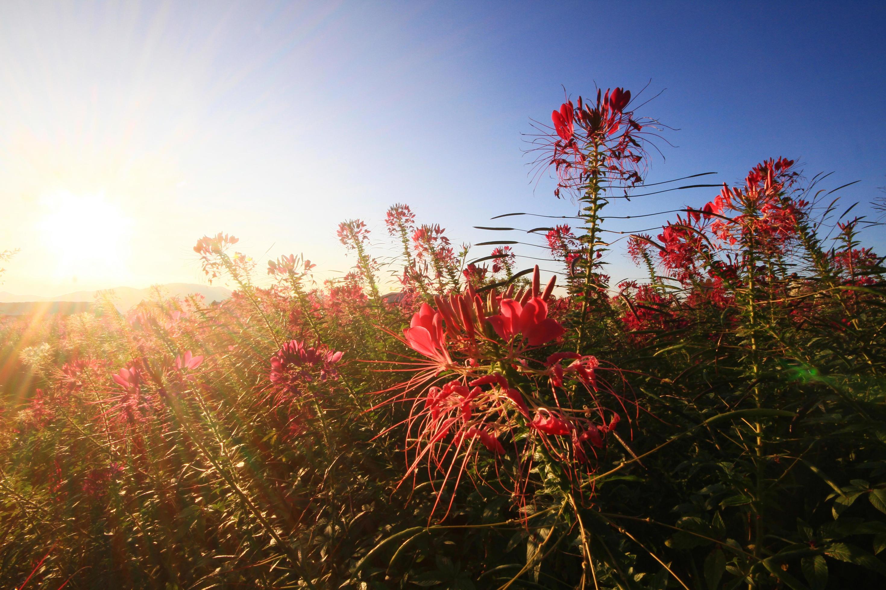 Beautiful blooming pink Cleome Spinosa Linn. or Spider flowers field in natural sunlight. Stock Free