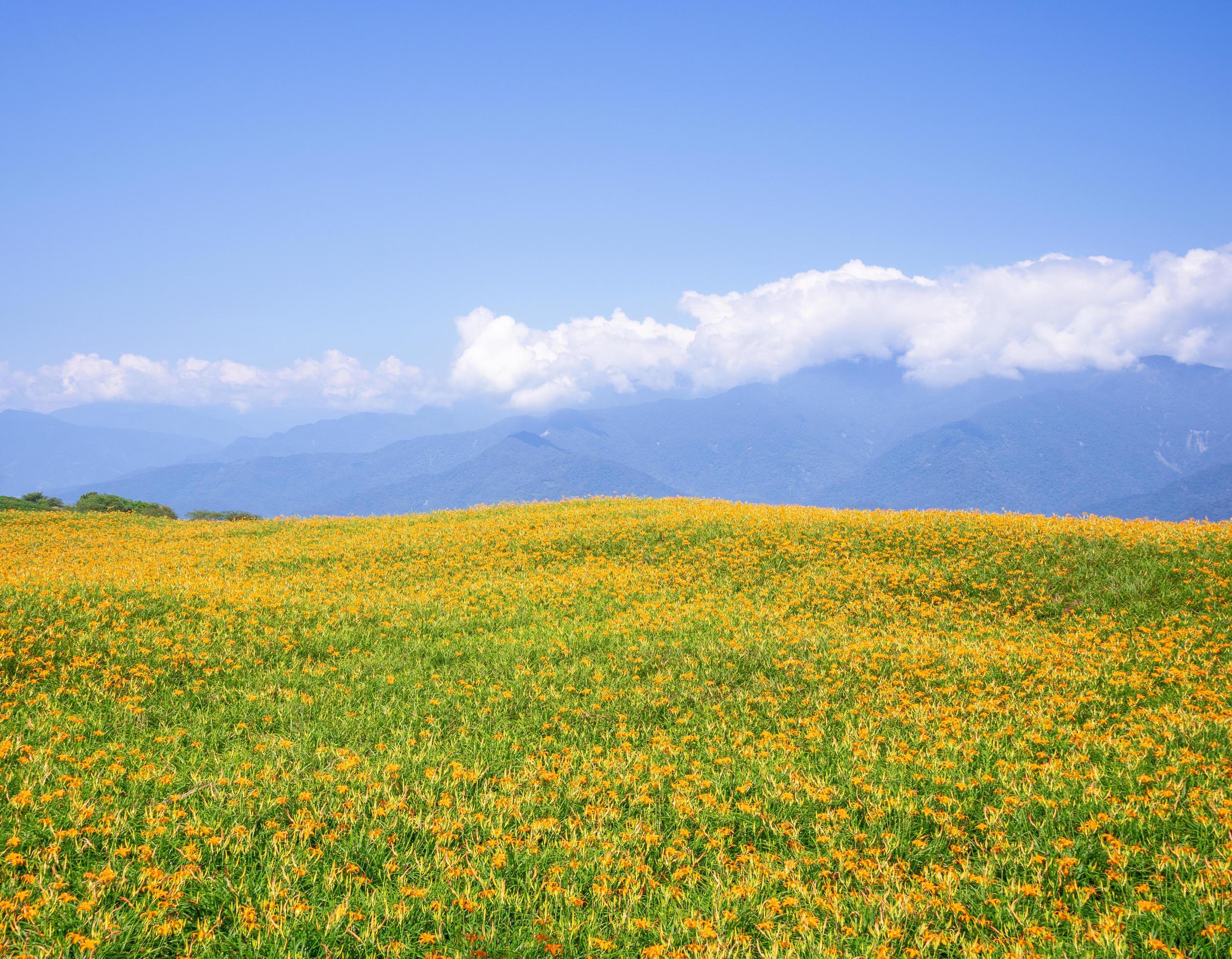 Beautiful orange daylily flower farm on Liushidan mountain Sixty Rock Mountain with blue sky and cloud in Taiwan Hualien Fuli, close up, copy space Stock Free