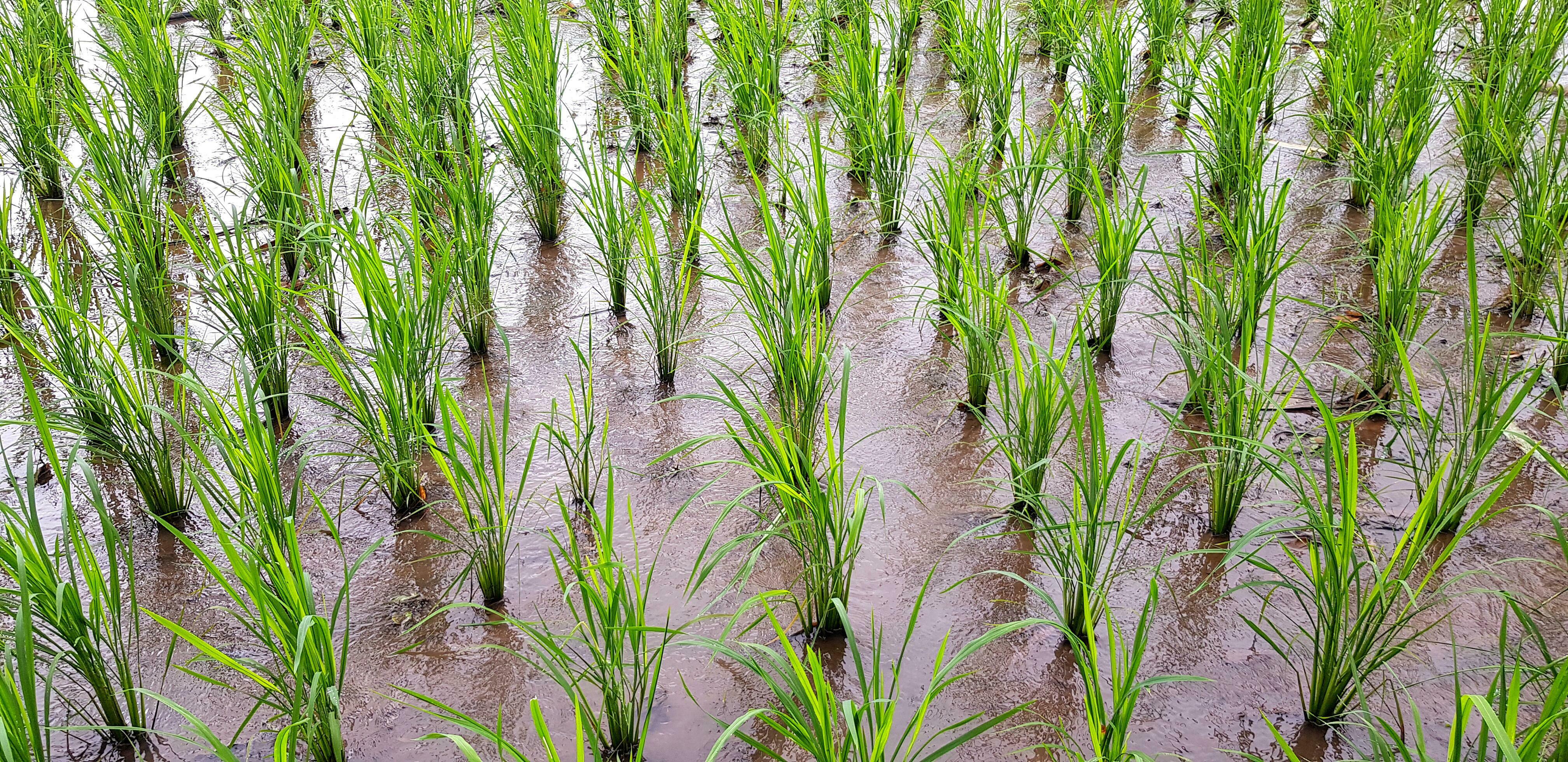 Fresh green rice paddy farm growth in water. Agriculture or Harvest concept. Beauty of nature Stock Free