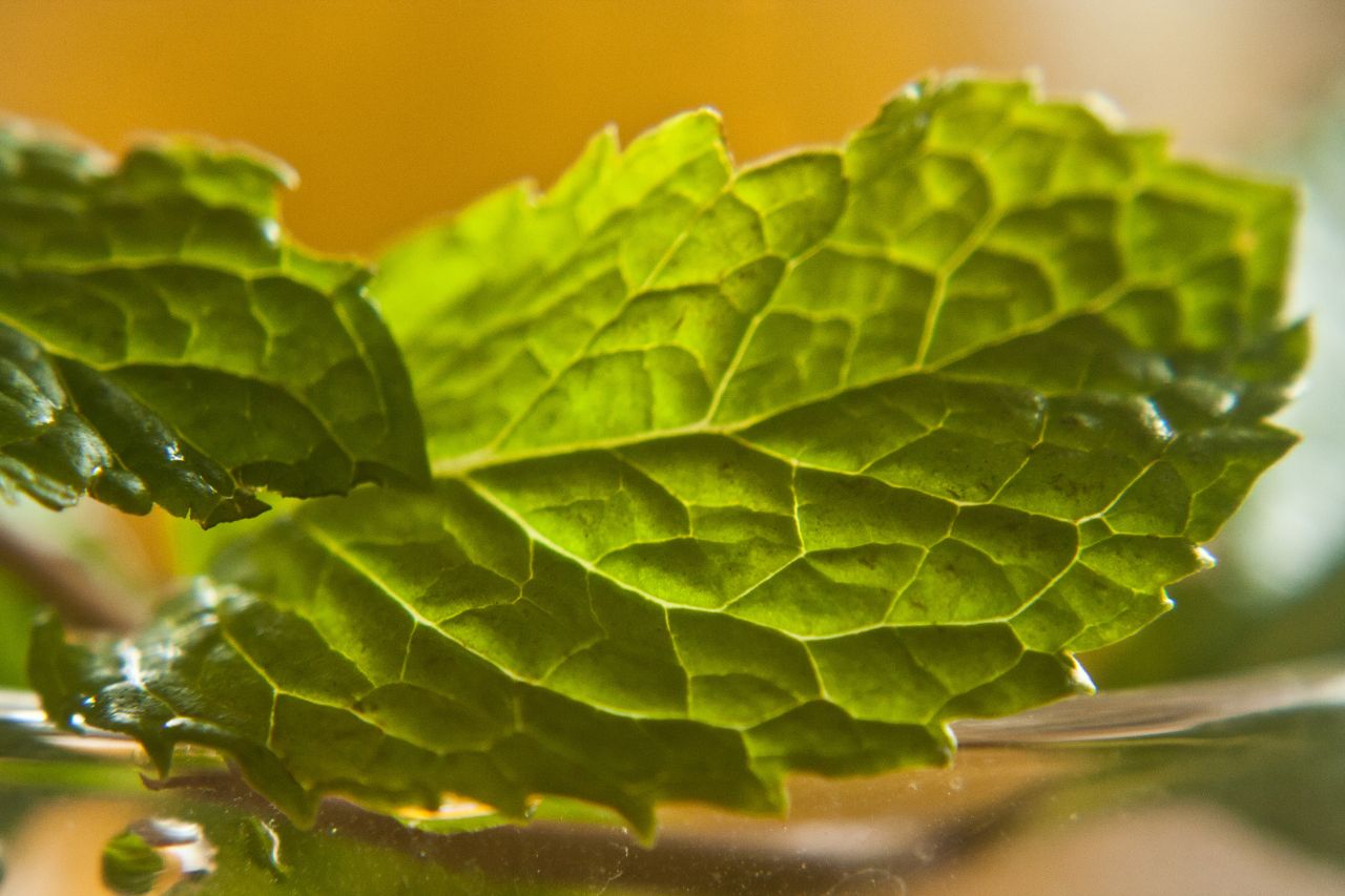 Leaves Closeup Stock Free