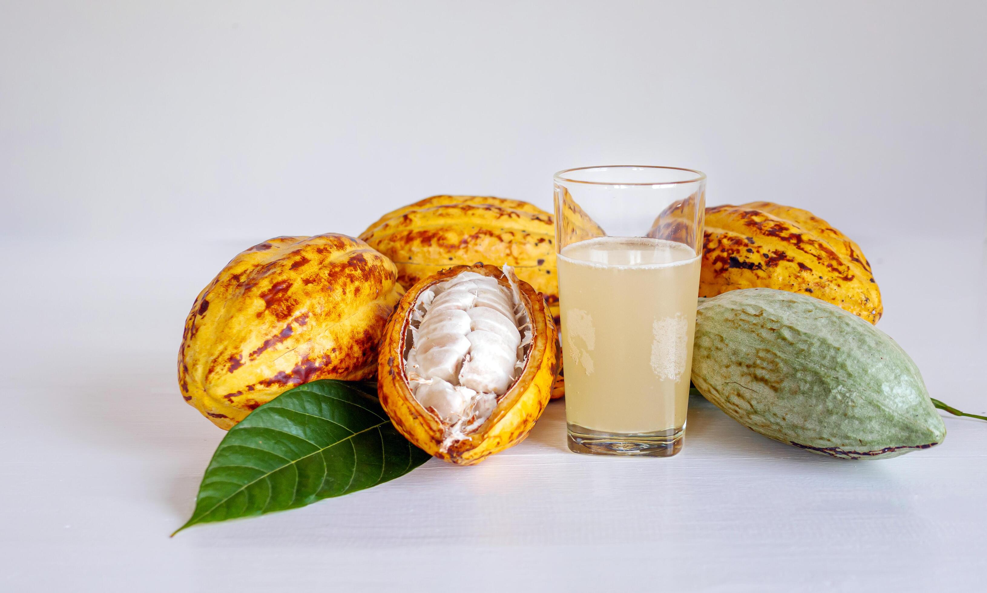 Fresh cacao water in glass and half sliced ripe yellow cacao pod with white cocoa seed, Cacao juice in glass on white wooden background Stock Free