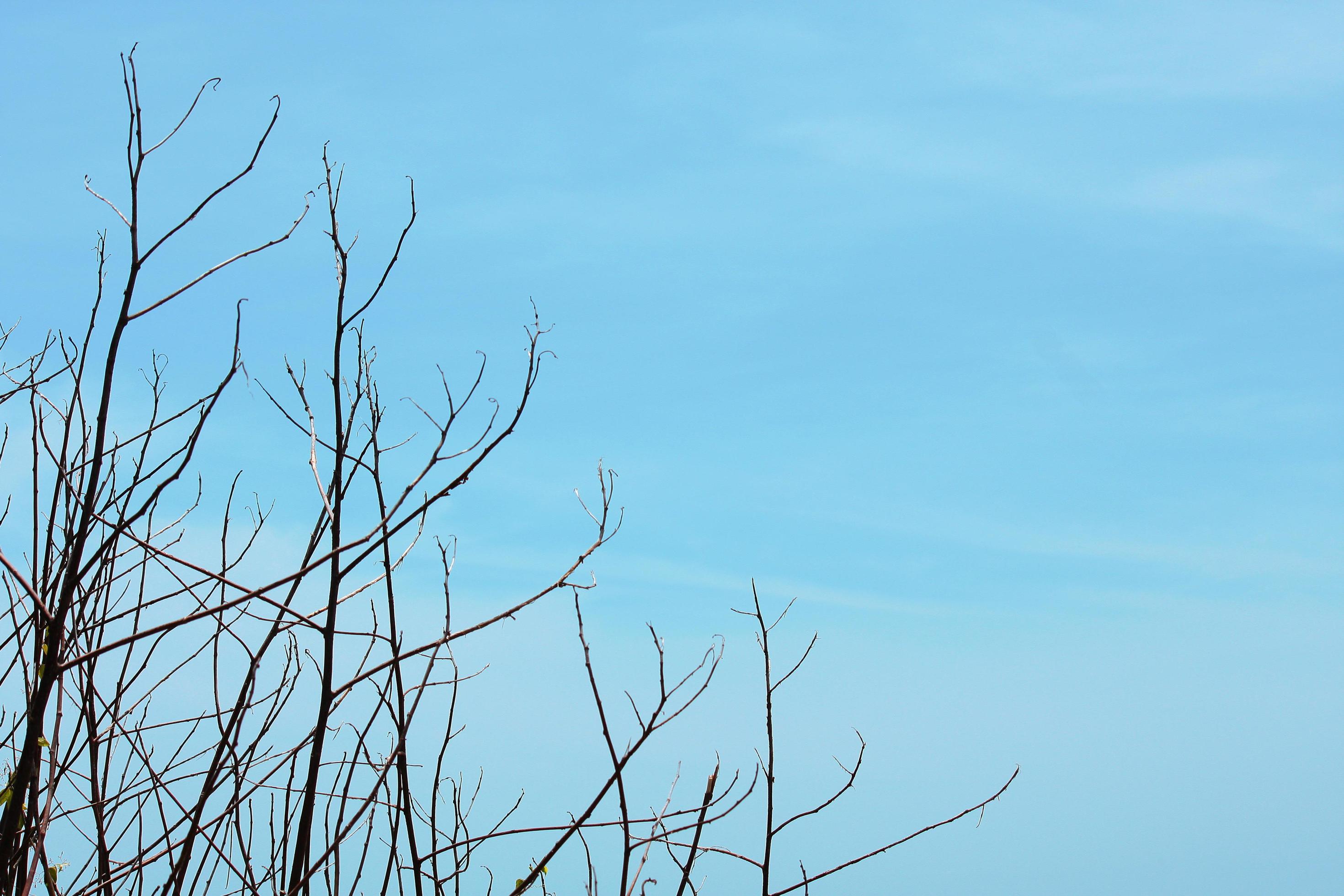 Dry tree Branch on blue sky with natural sunlight in Summer season Stock Free