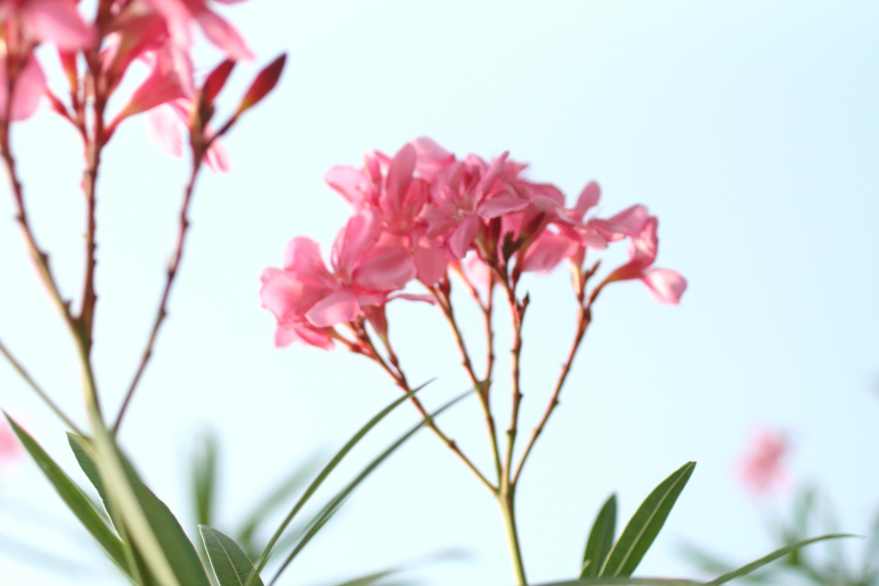 Beautiful pink flowers Stock Free