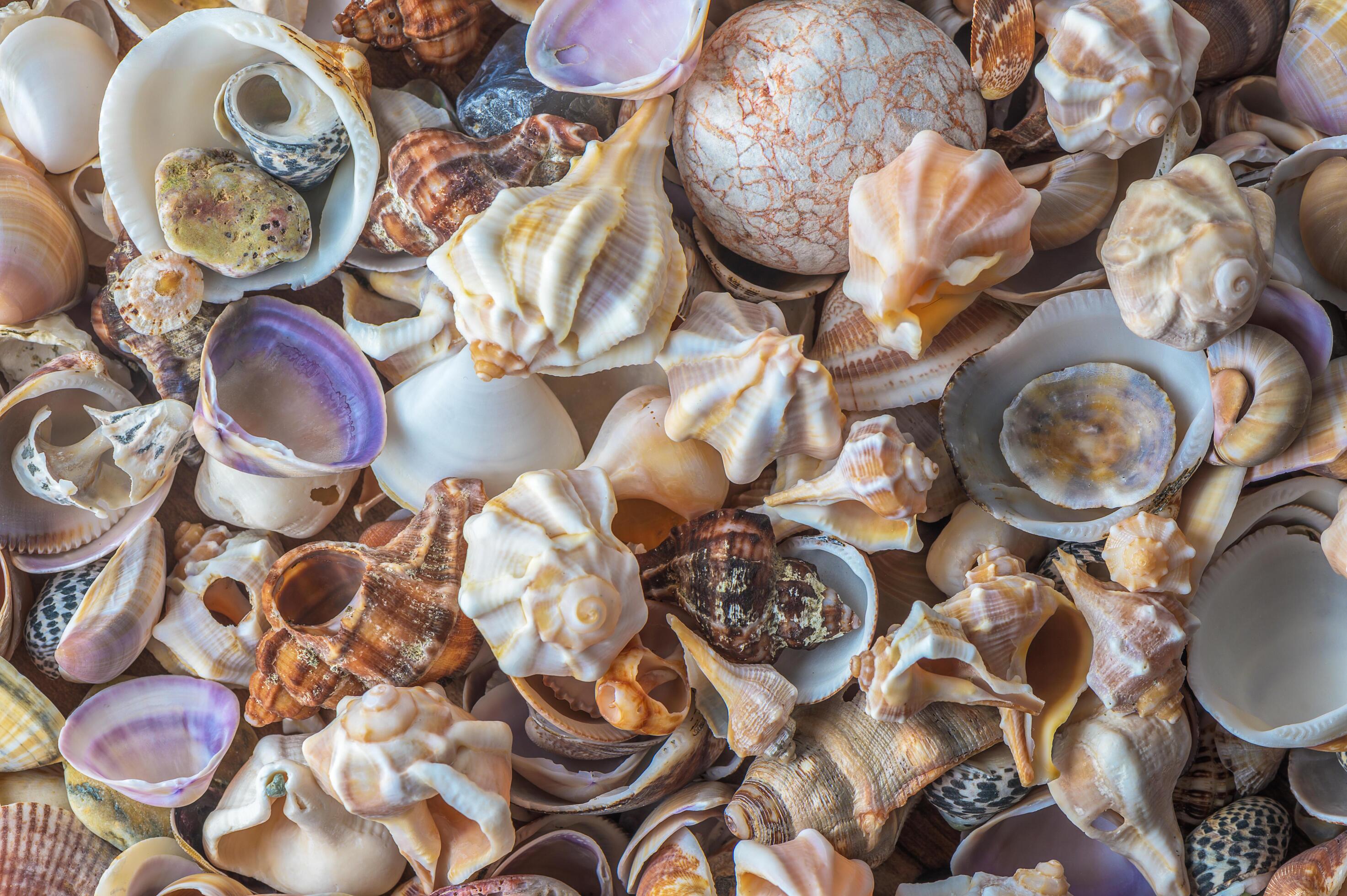 Seashells background, lots of amazing seashells and starfishes mixed Stock Free