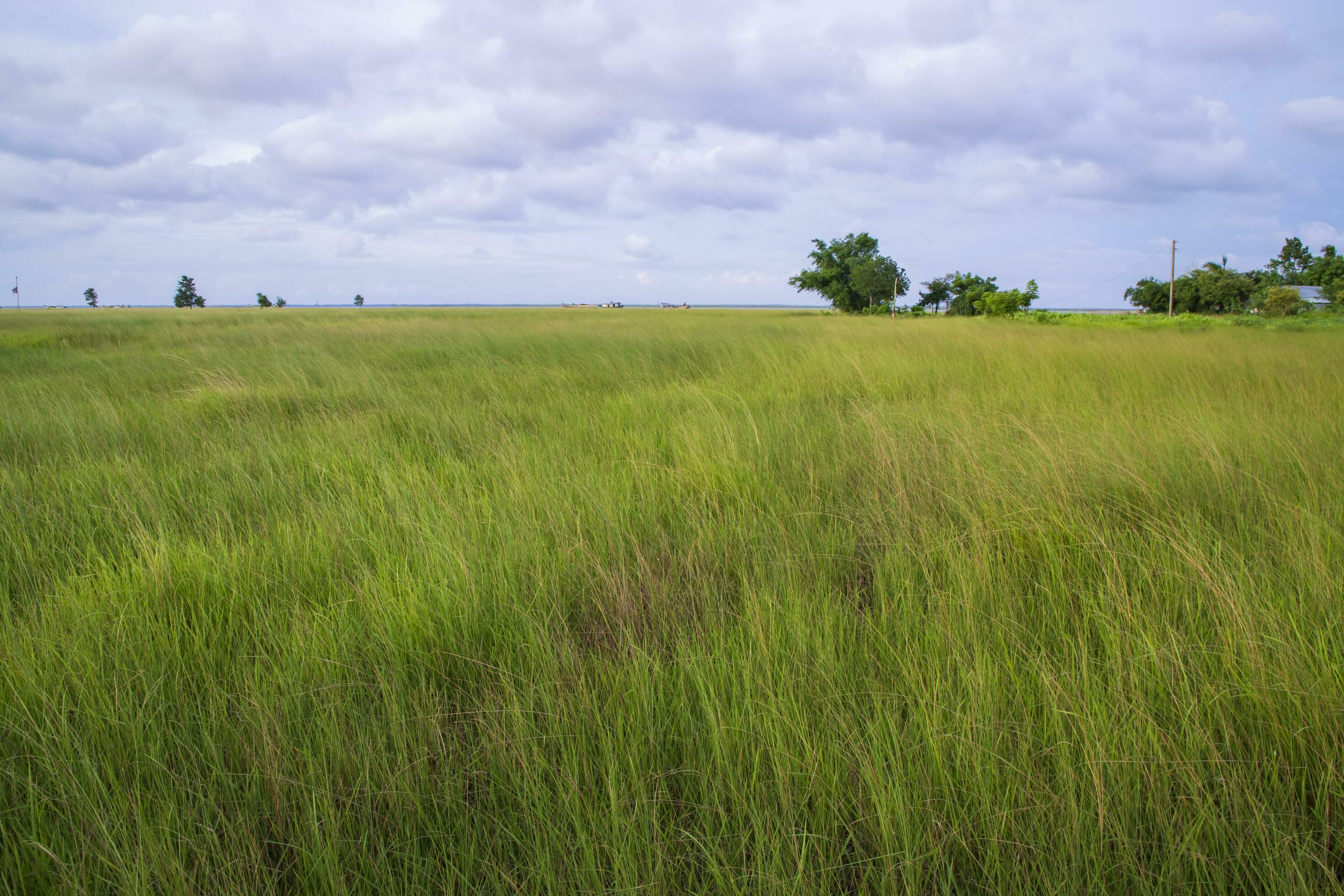 Natural Landscape view of green grass field with blue sky Stock Free