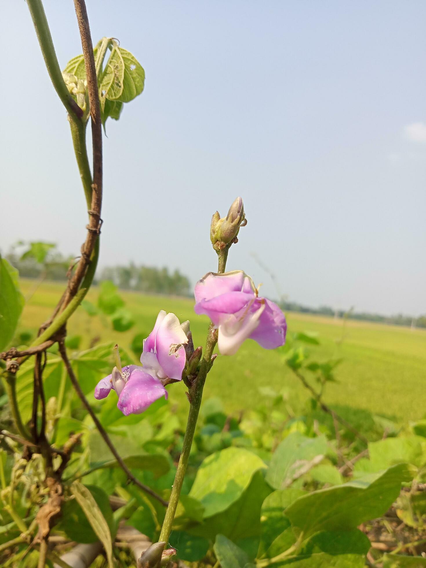 Hyacinth bean, beauty flower, beauty nature Stock Free