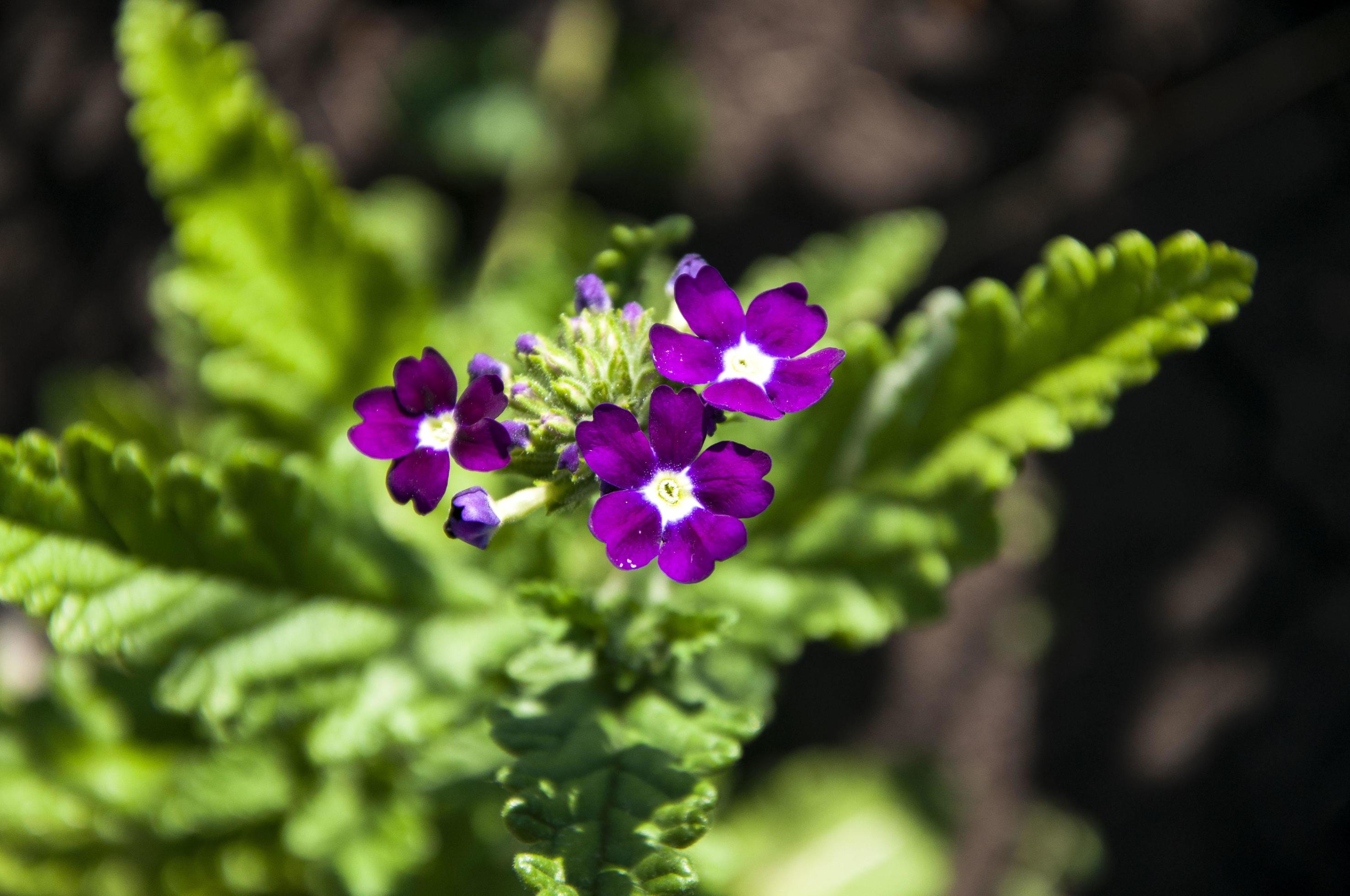 Close up photo of verbena flower plant Stock Free