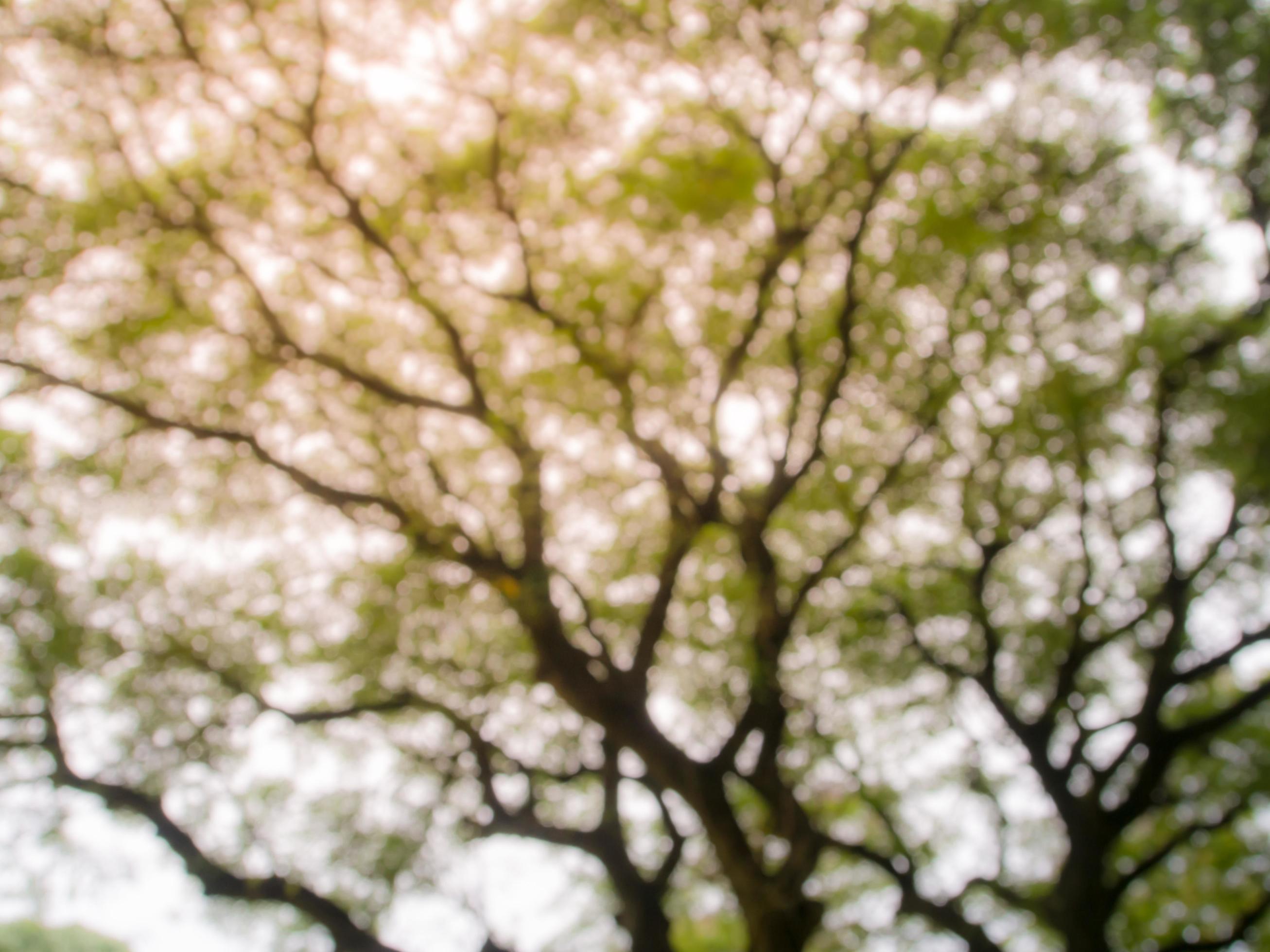 Blurred image natural green leaves background wallpaper Stock Free