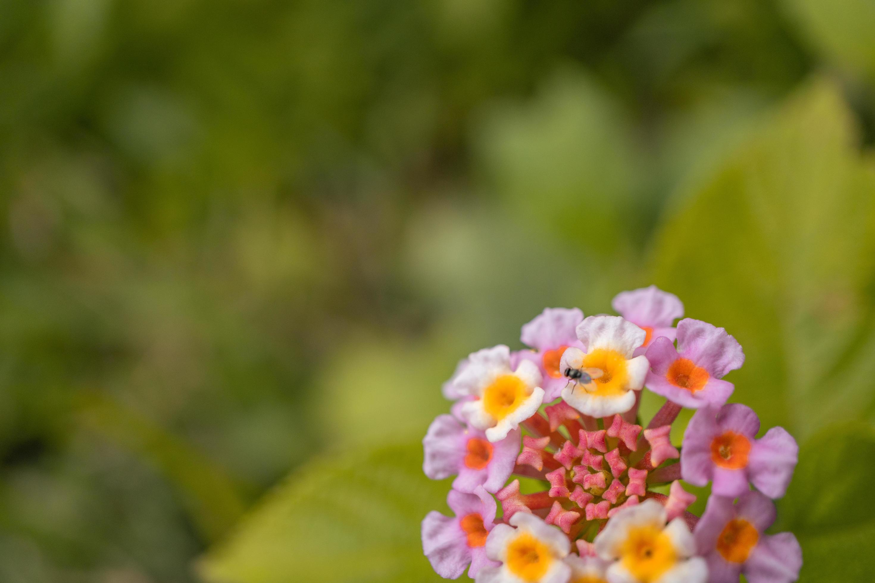 Macro photo of meadow flower white, pink yellow and violet color. The photo is suitable to use for nature flower background, poster and advertising. Stock Free