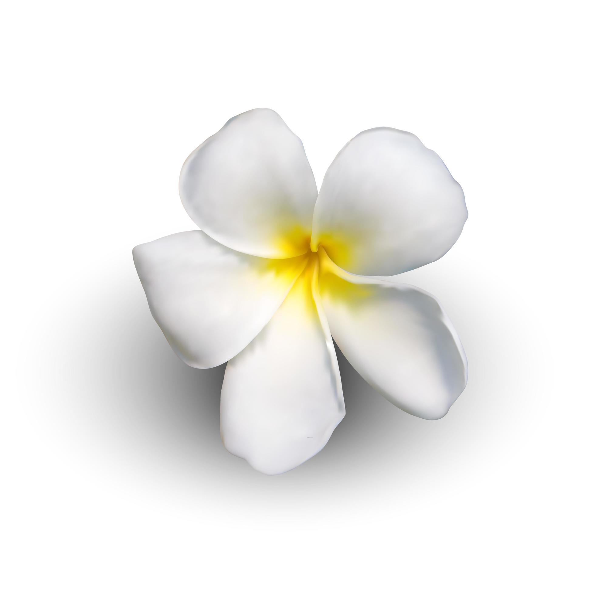 Realistic plumeria flower Stock Free