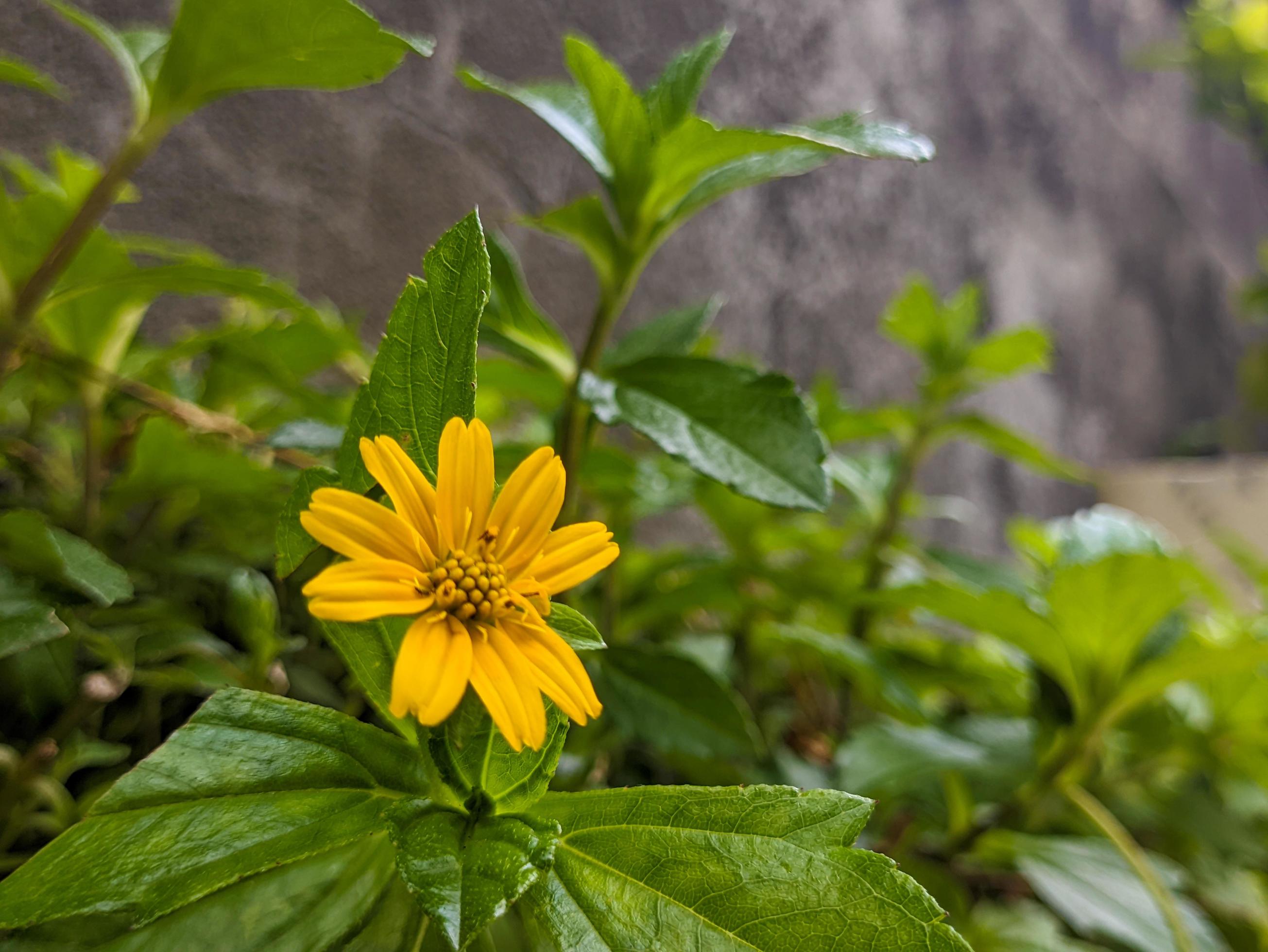 A close up of Sphagneticola trilobata flower Stock Free