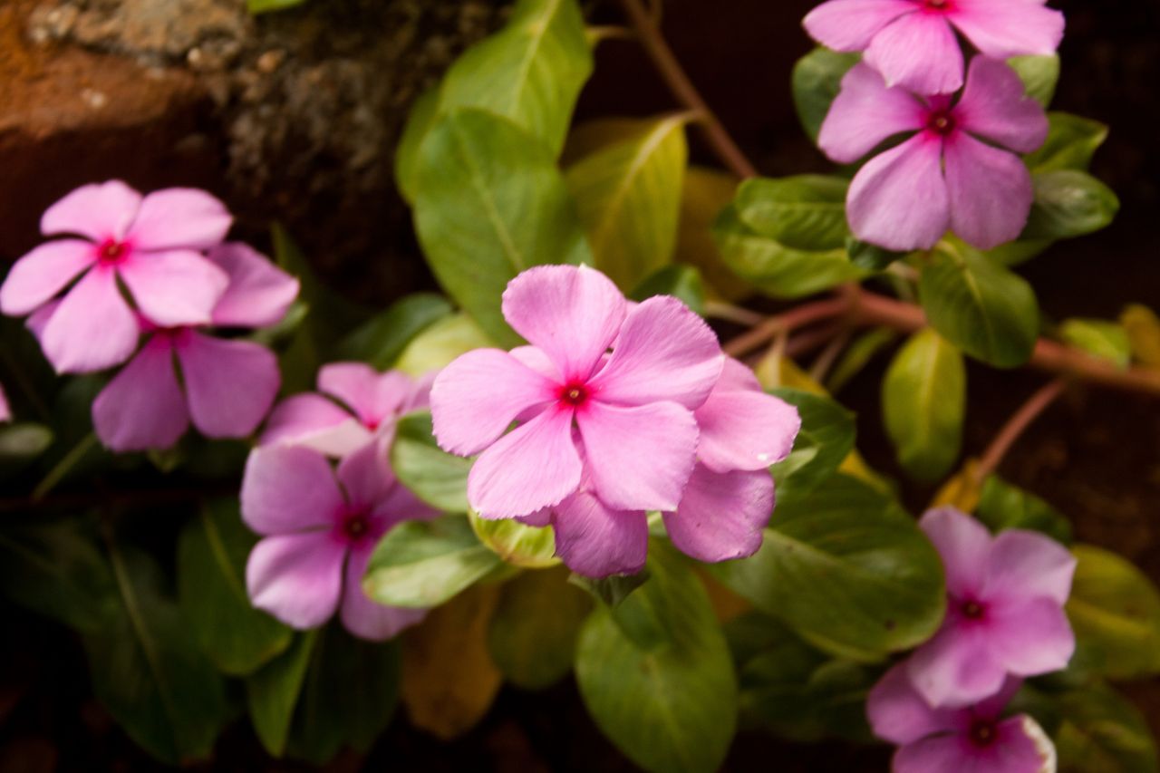 Bunch Of Pink Flowers Stock Free