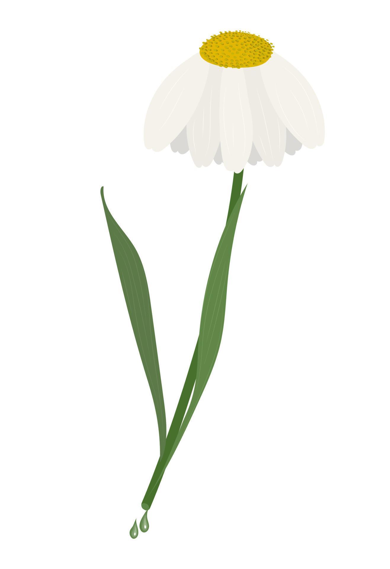 Cut daisy flower vector illustration isolated on white background Stock Free