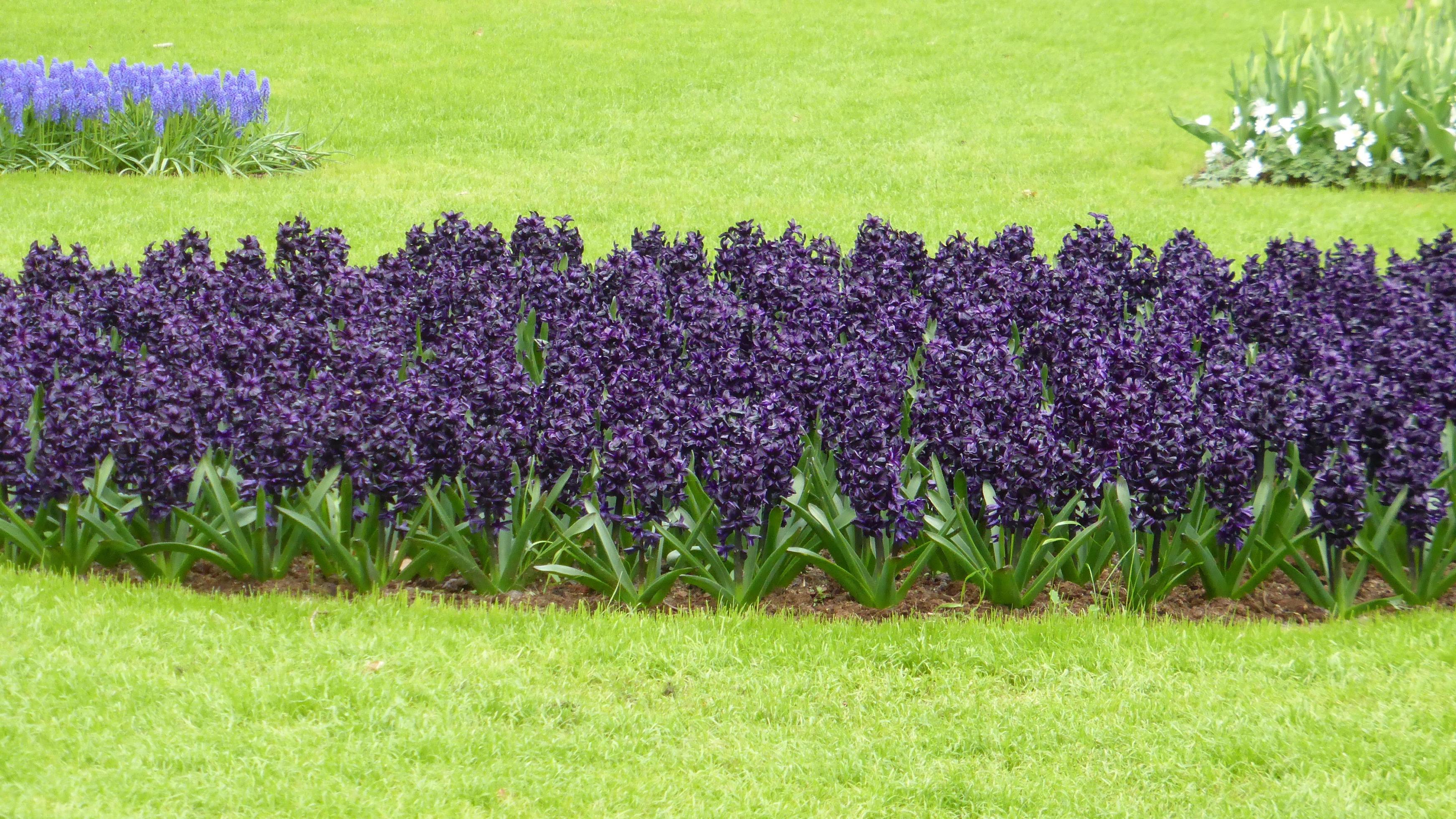 Growing purple flowers. Green grass grows all around. Stock Free