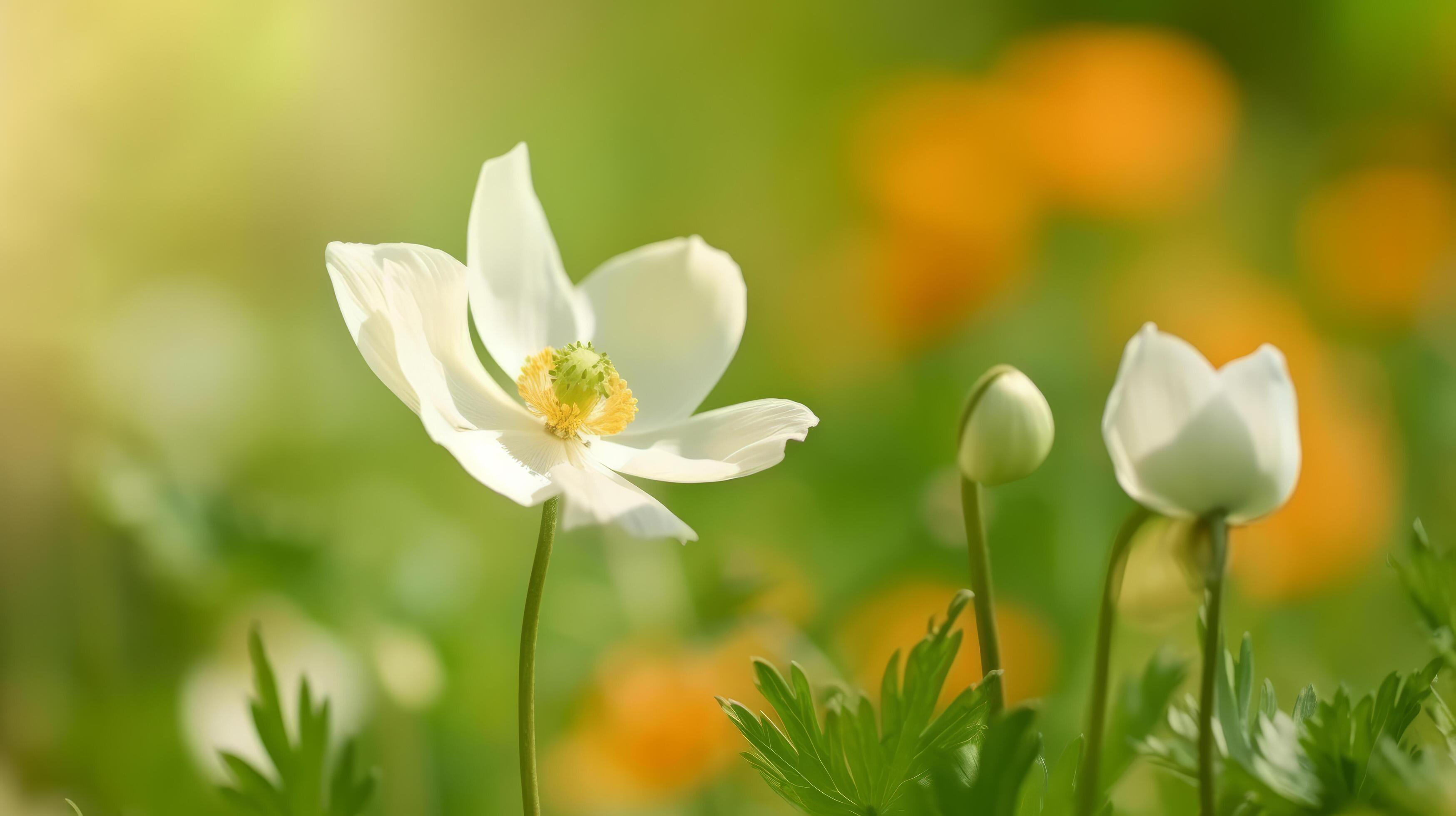 Anemone flower with butterfly. Illustration Stock Free