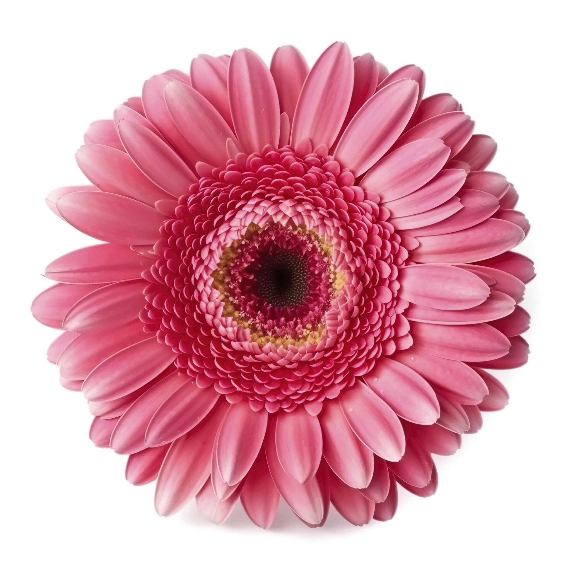 Pink gerbera flower isolated on white background, Stock Free