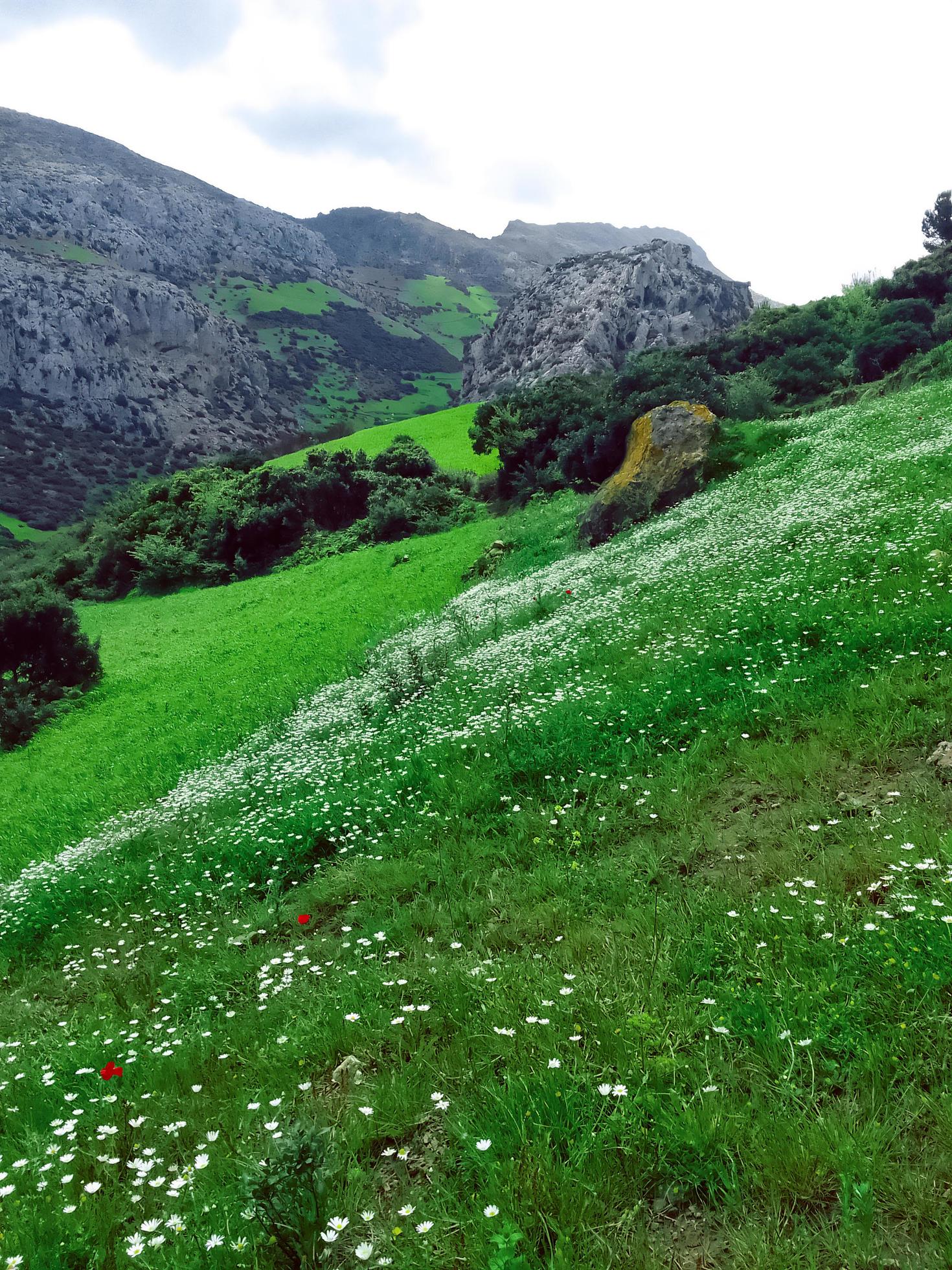 Tranquil beauty of a chamomile flower plant at the summit of a mountain, a journey into the heart of nature’s serene and magnificent landscapes Stock Free