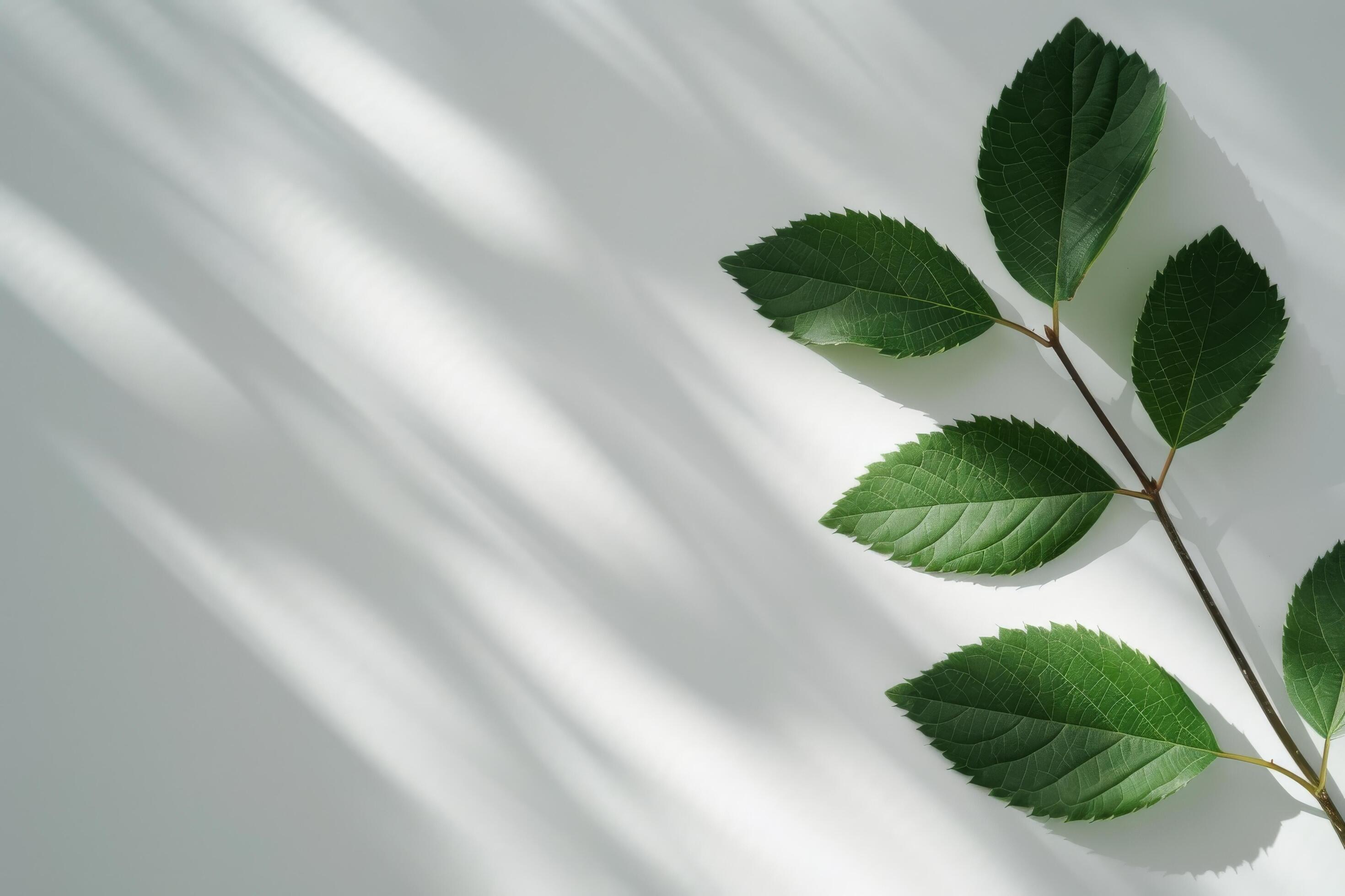 Green Leaves on White Background Stock Free