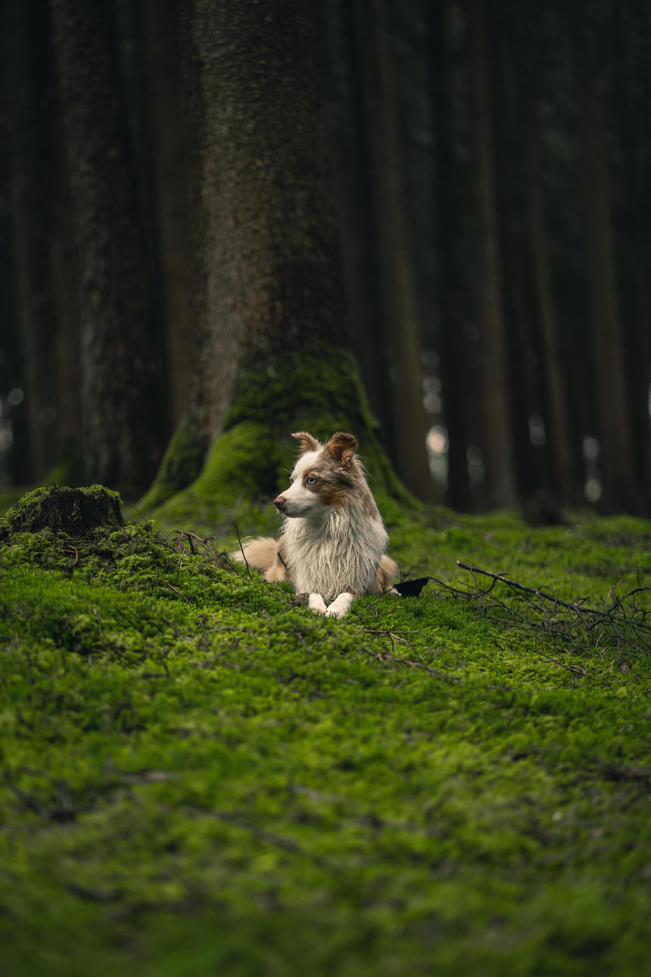 White and brown long coated dog sitting on green grass during daytime Stock Free