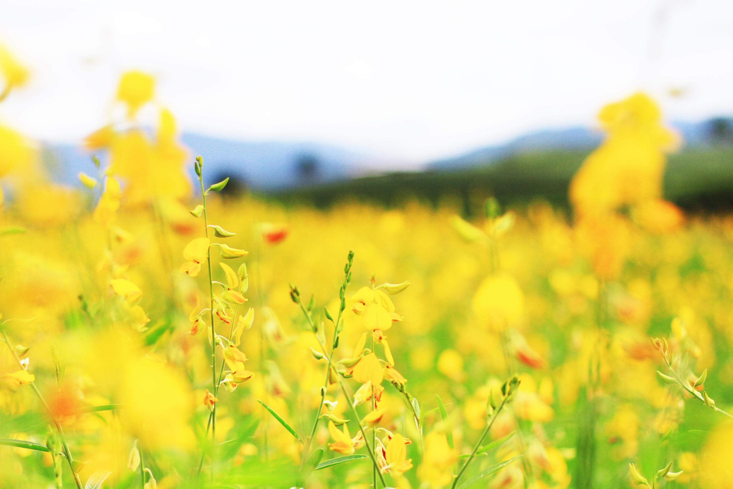 Beautiful yellow Sun hemp flowers or Crotalaria juncea farm in beautiful sunlight on the mountain in Thailand.A type of legume. Stock Free