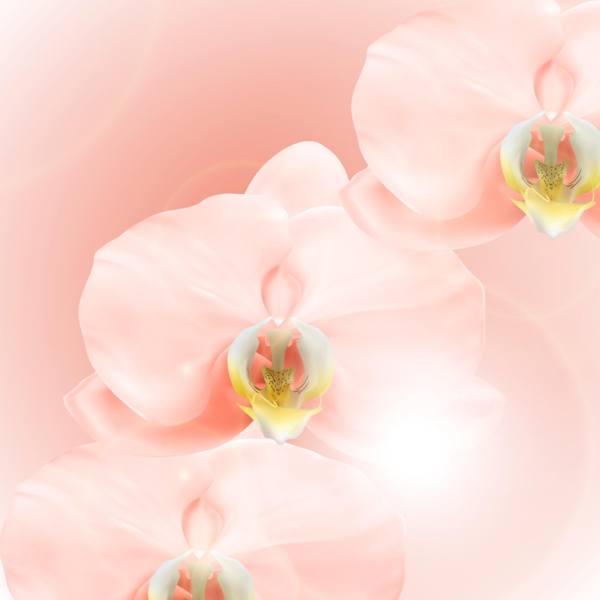 Realistic 3d pink orchid flower background Stock Free