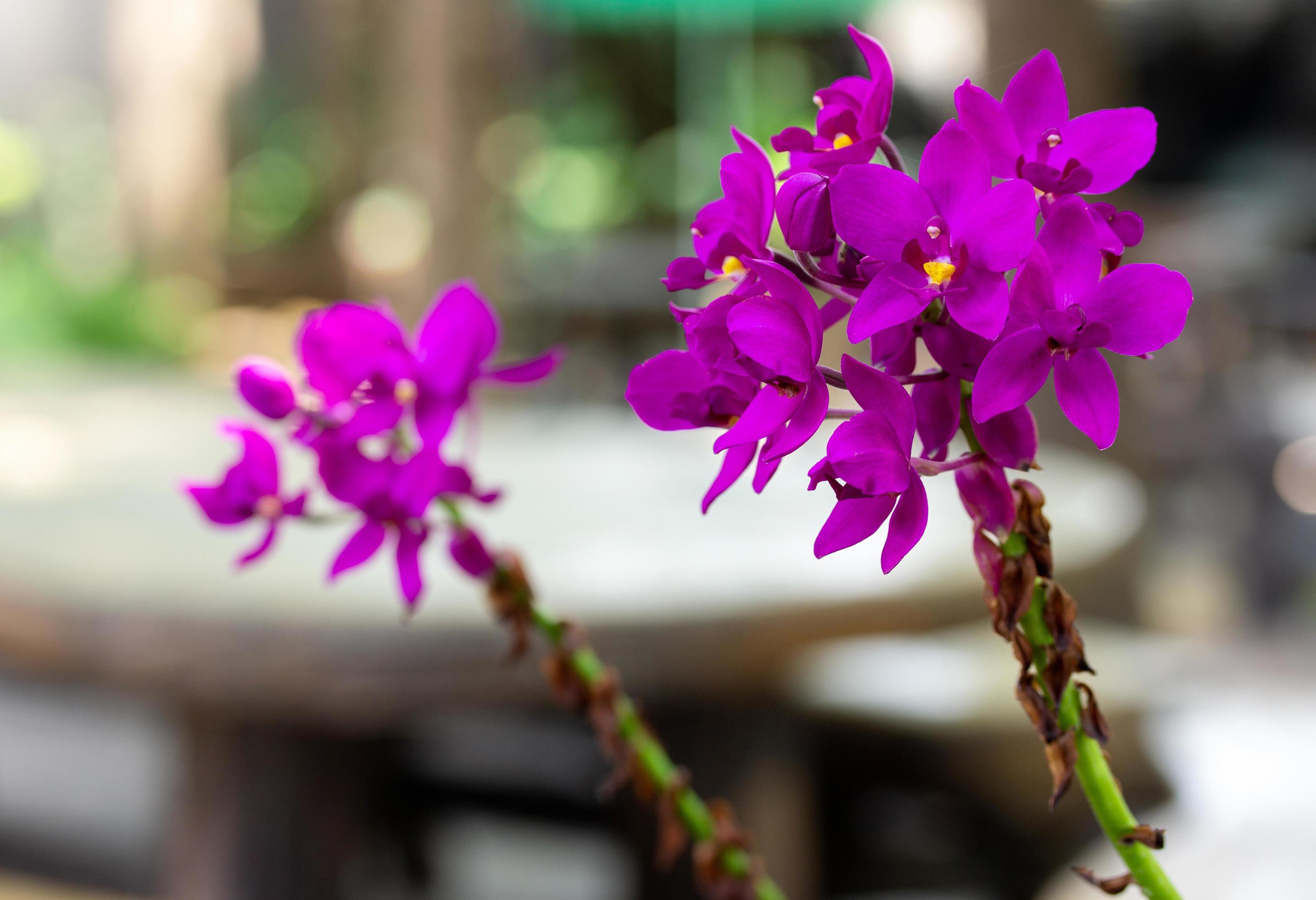 Purple Spathoglottis Plicata Orchids Flower Stock Free