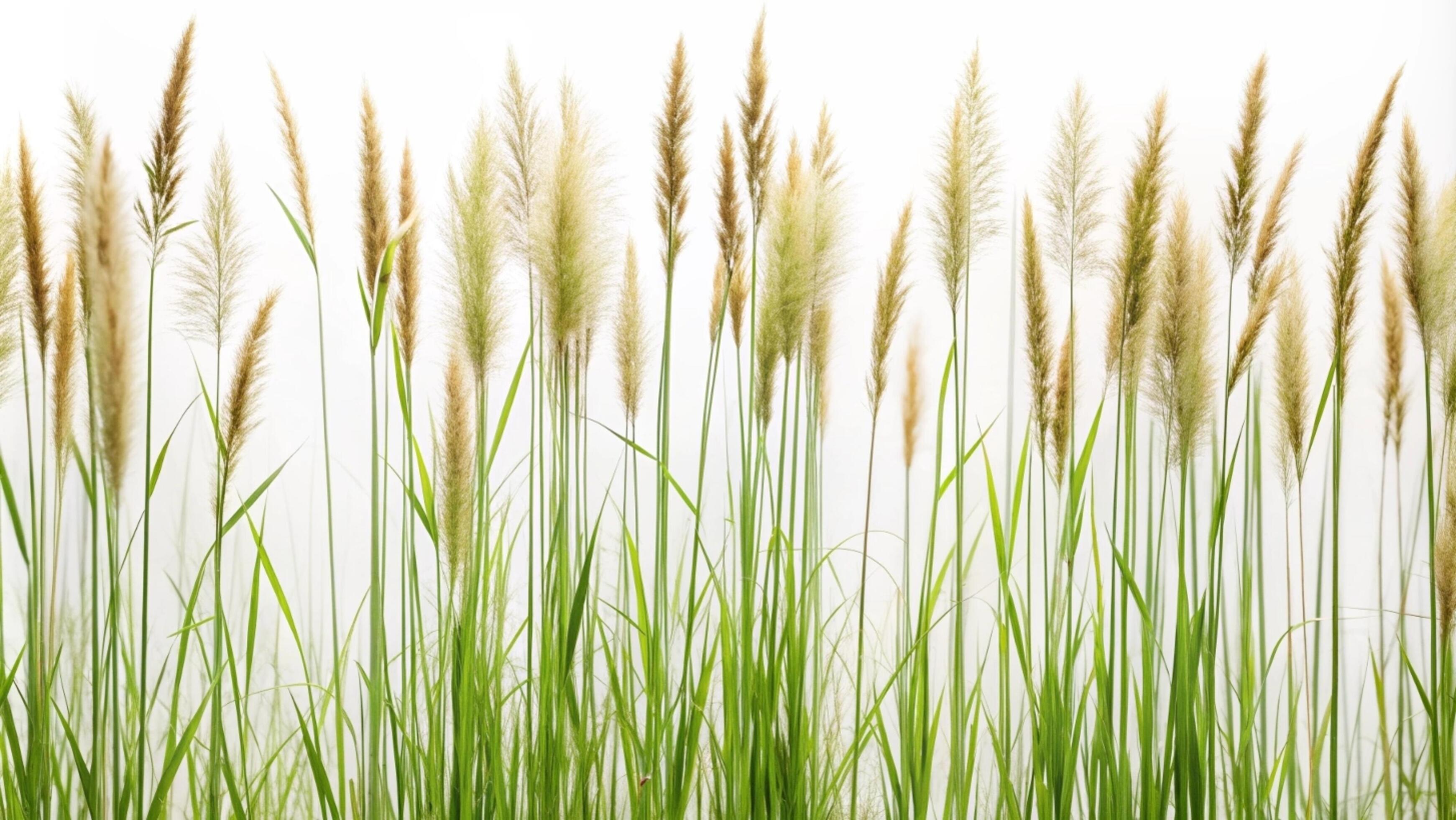 Blooming grass flowers on a white background. Stock Free